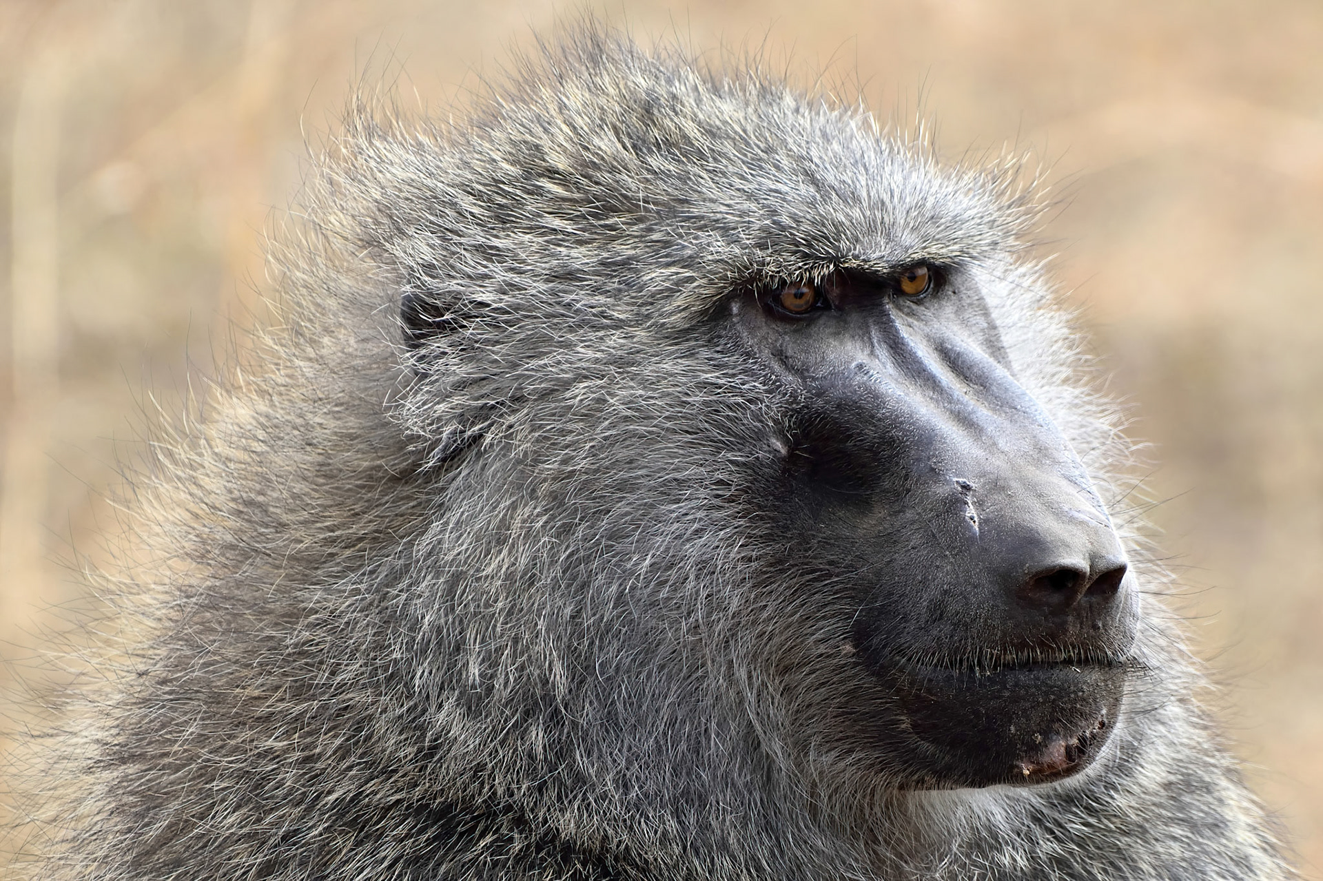 Olive Baboon (Tanzania, Africa)