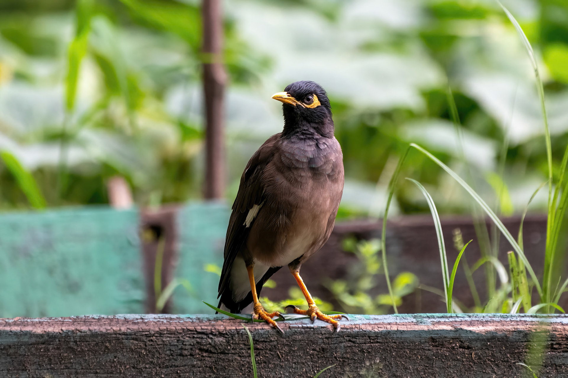 Myna (Wachirabenchatat Park, Thailand)