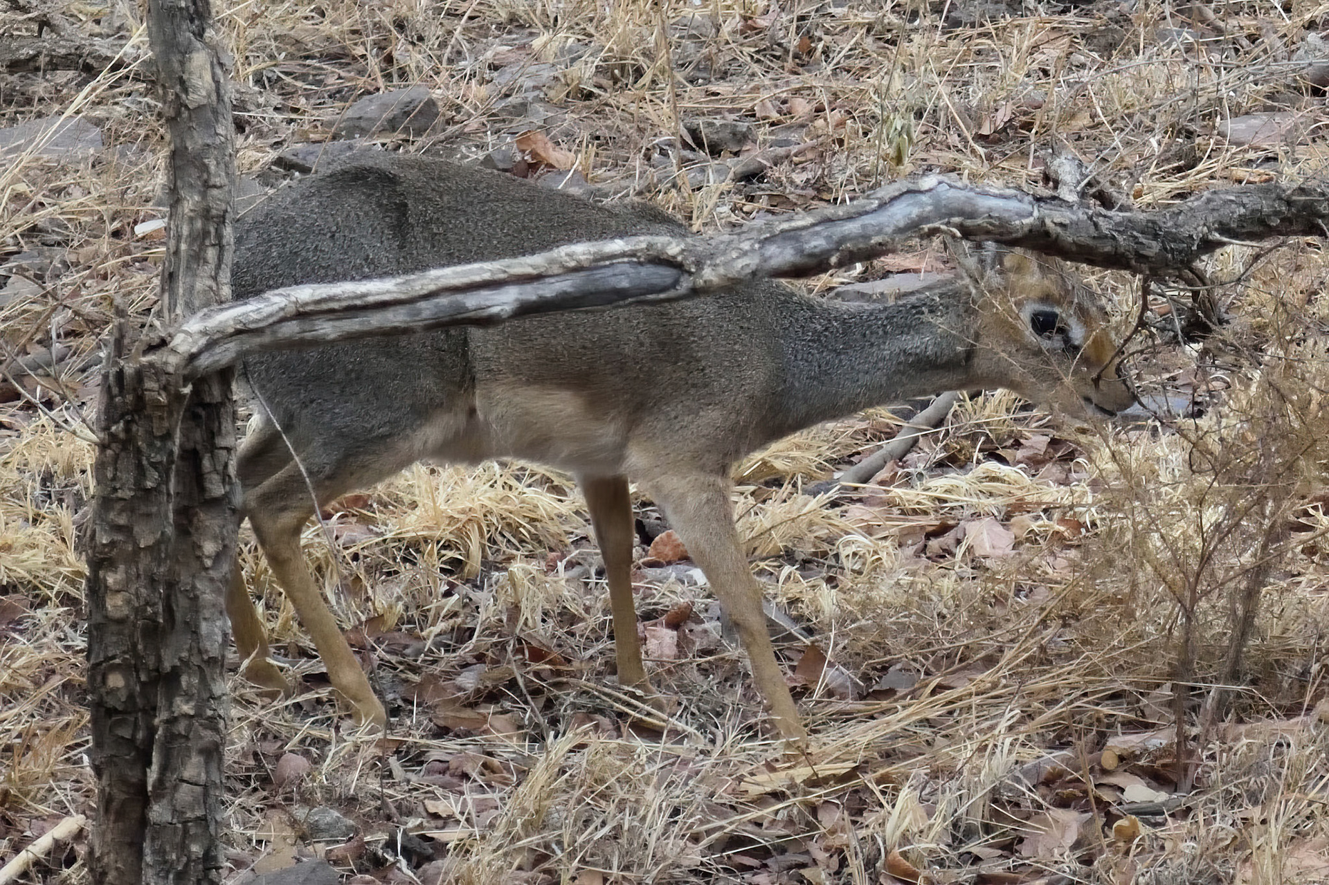 Dik Dik