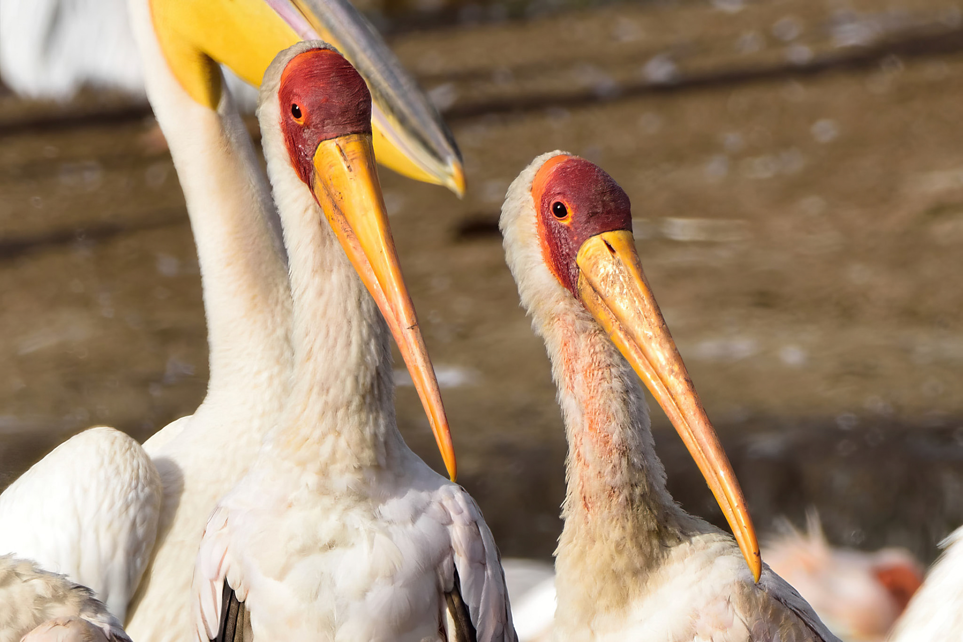 Yellow Billed Stork