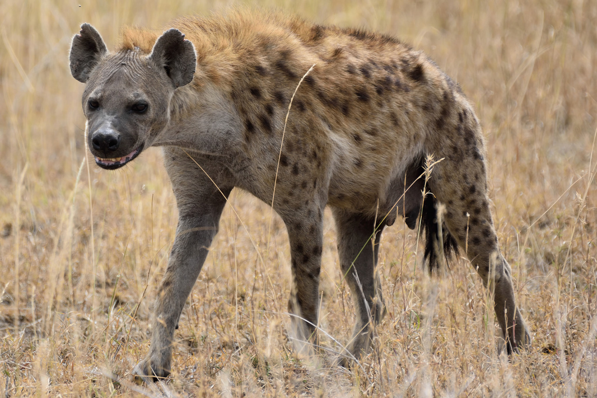 Hyena