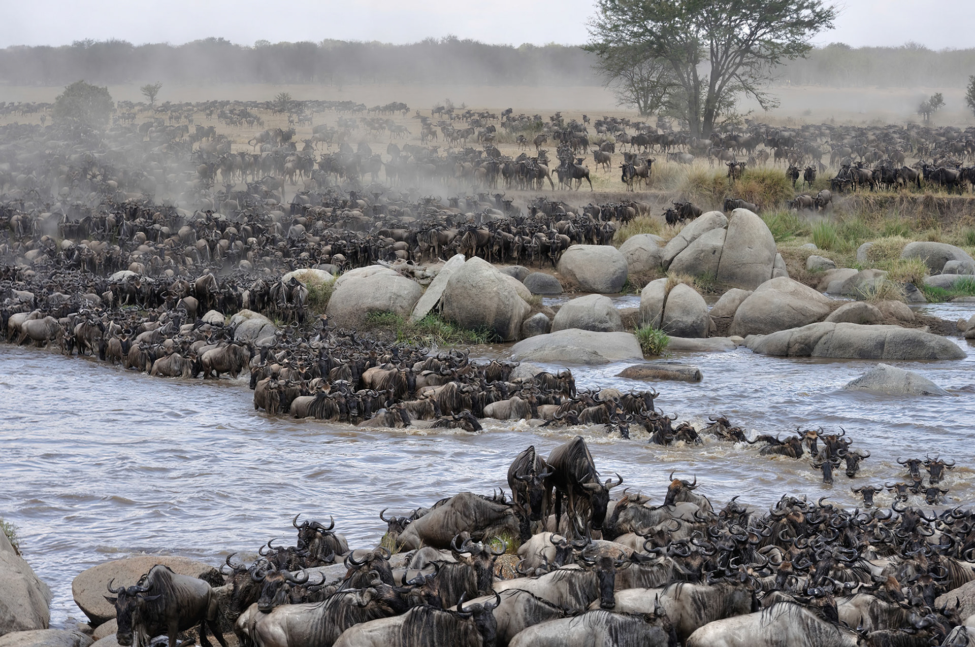 Wildebeest Great Migration (Serengeti, Africa)