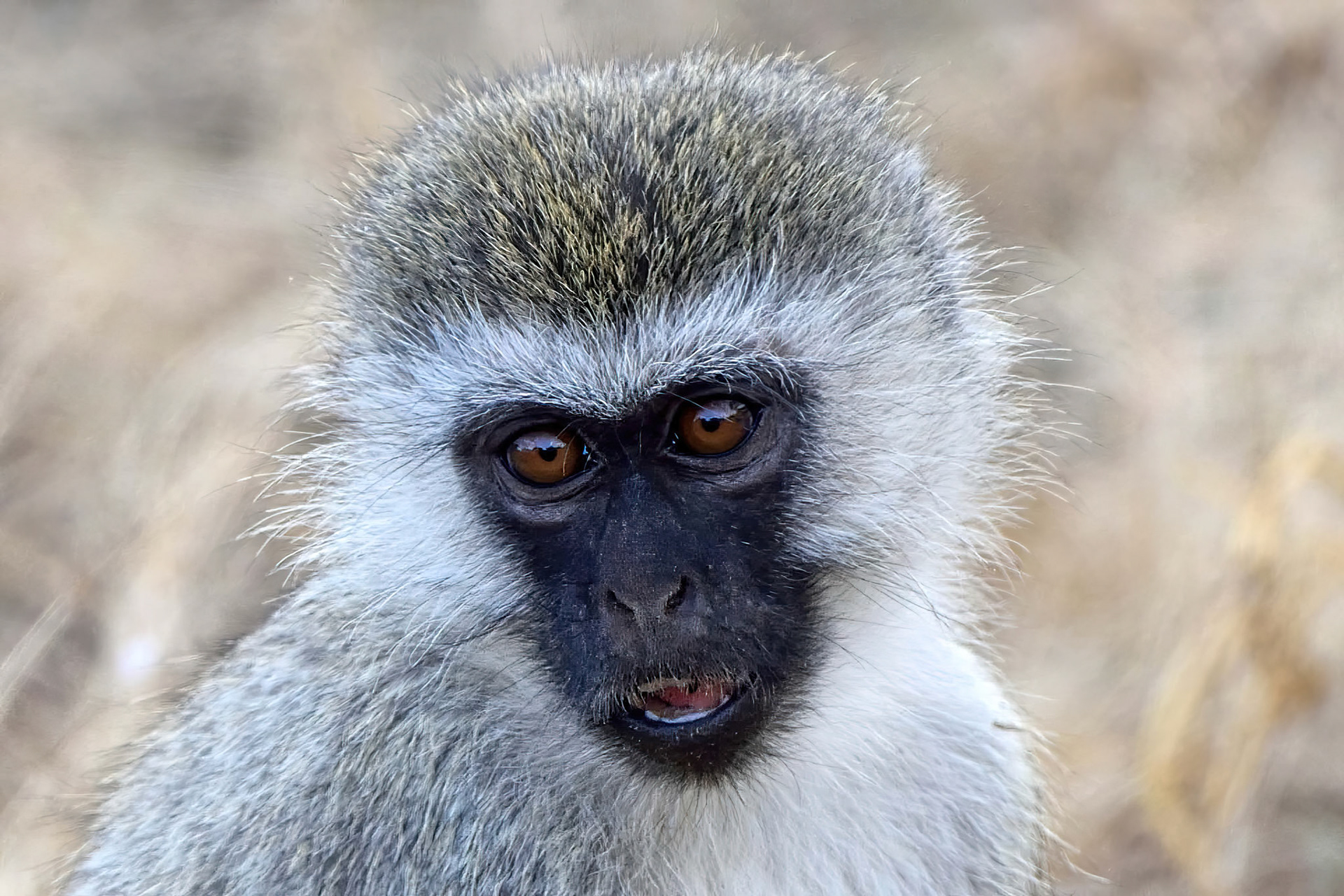 Vervet Monkey (Tanzania, Africa)