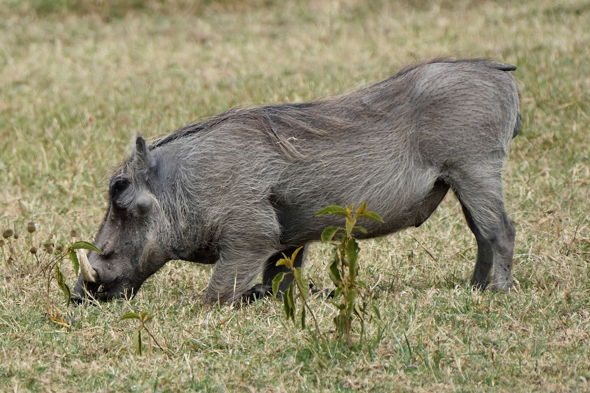 Warthog