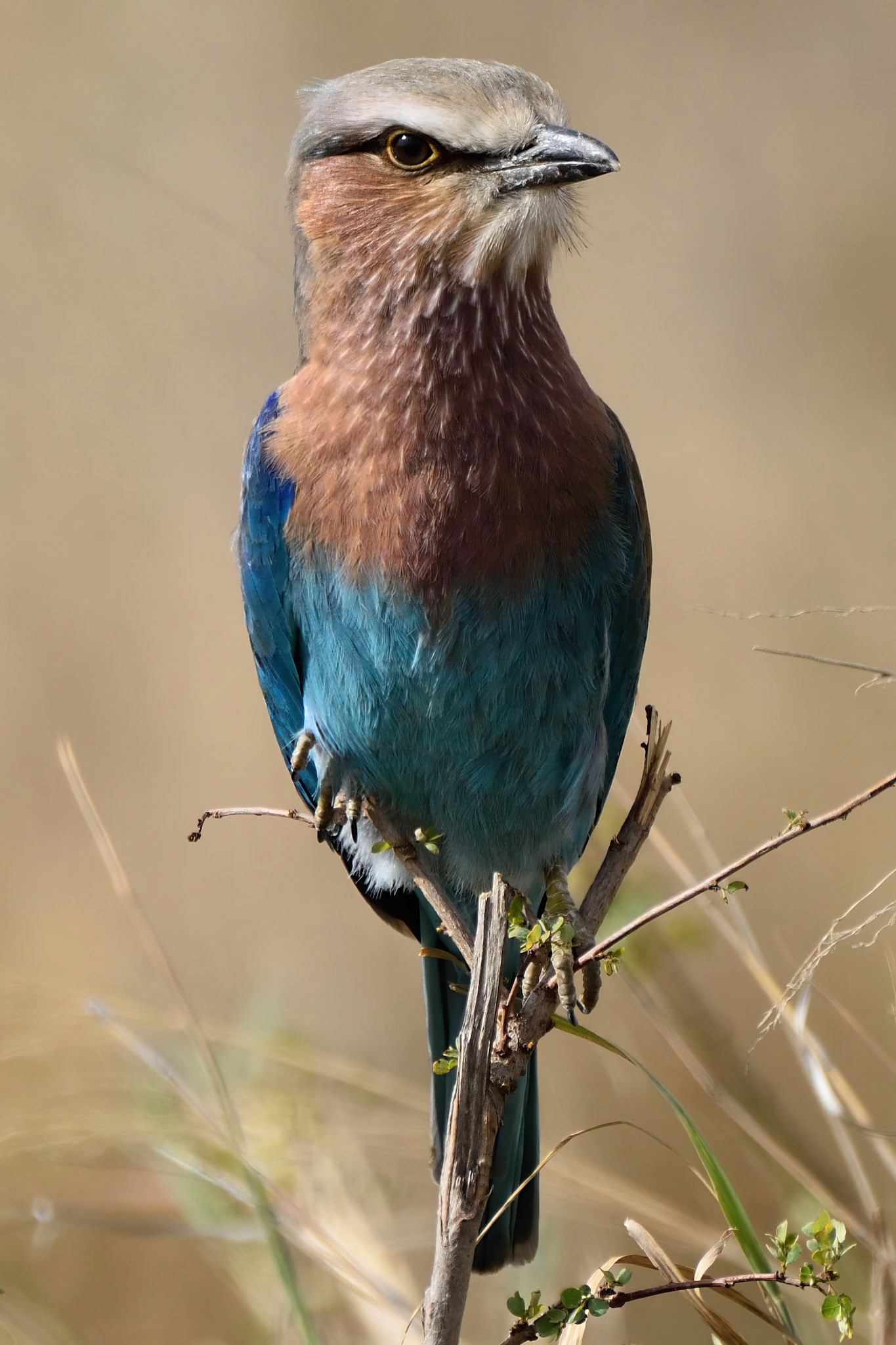 Lilac Breasted Roller