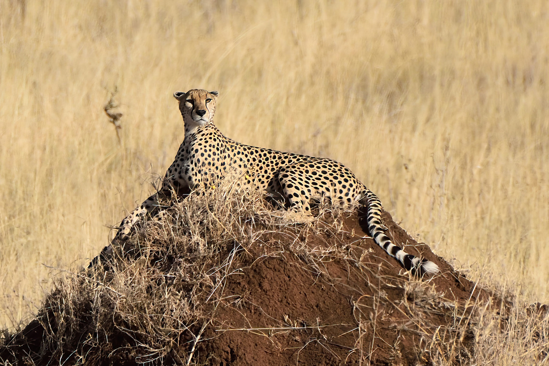 Cheetah (Tanzania, Africa)