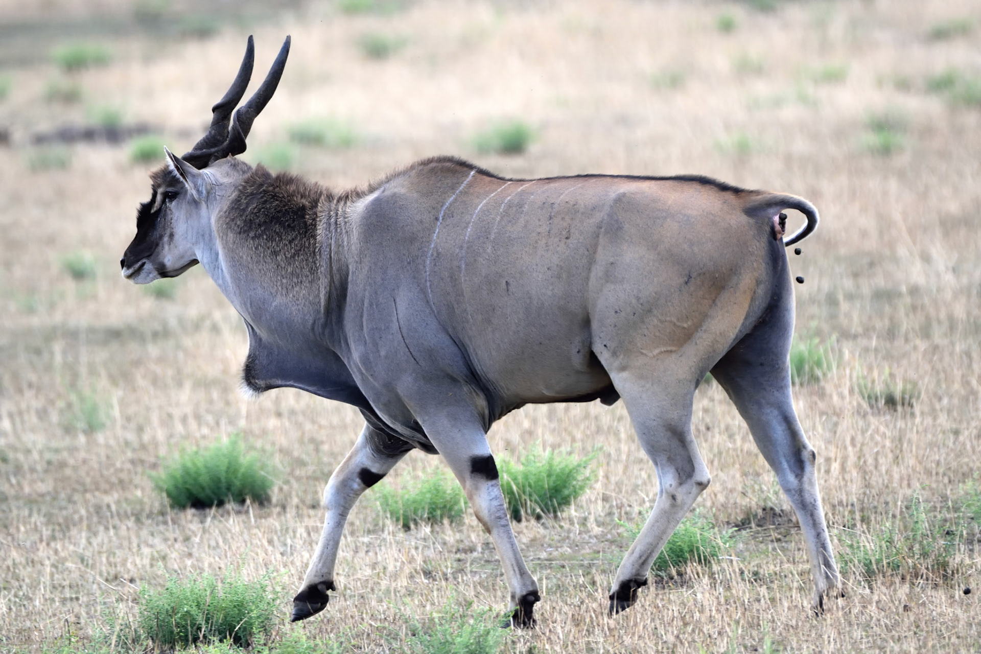 Eland