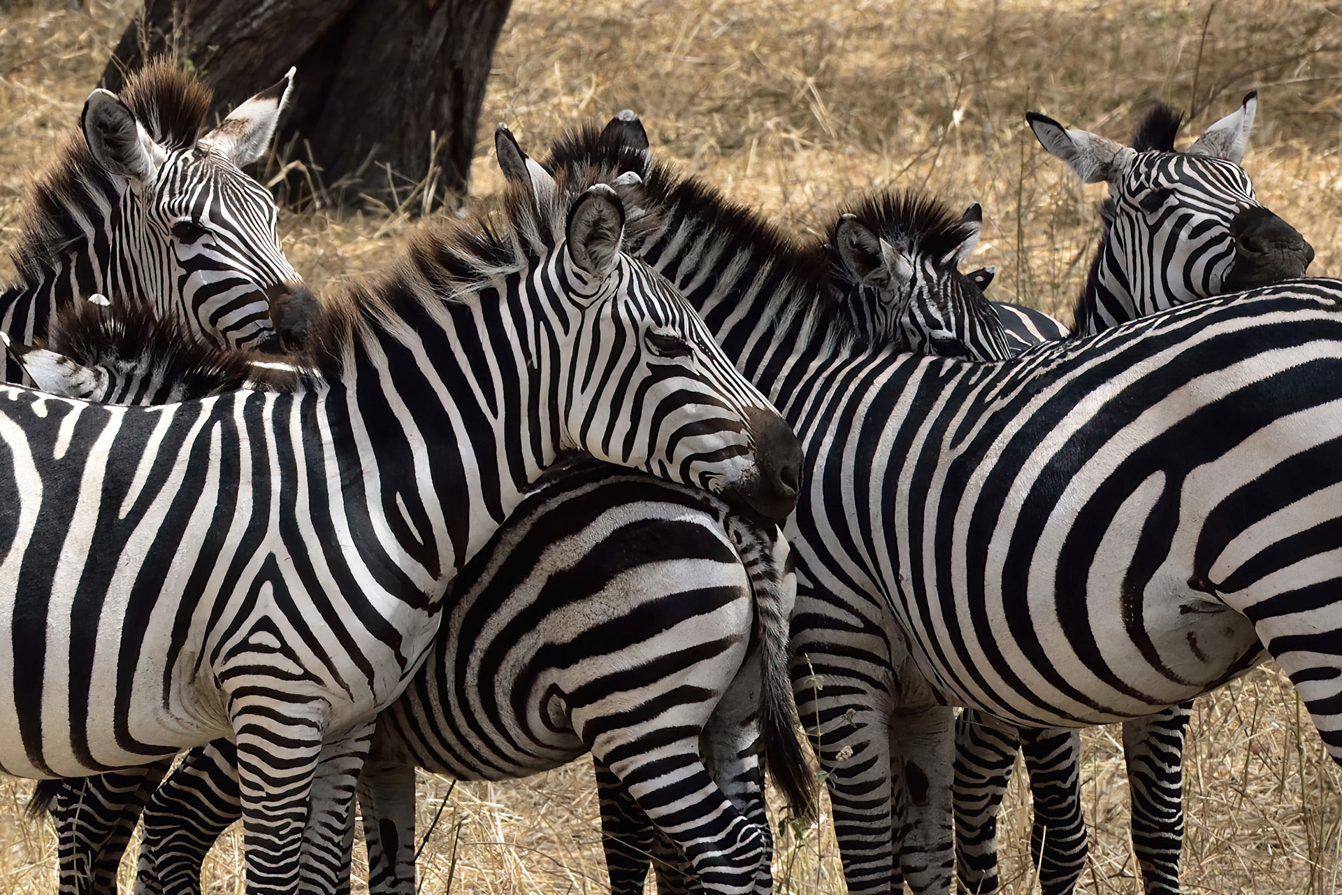 Zebras (Tanzania, Africa)