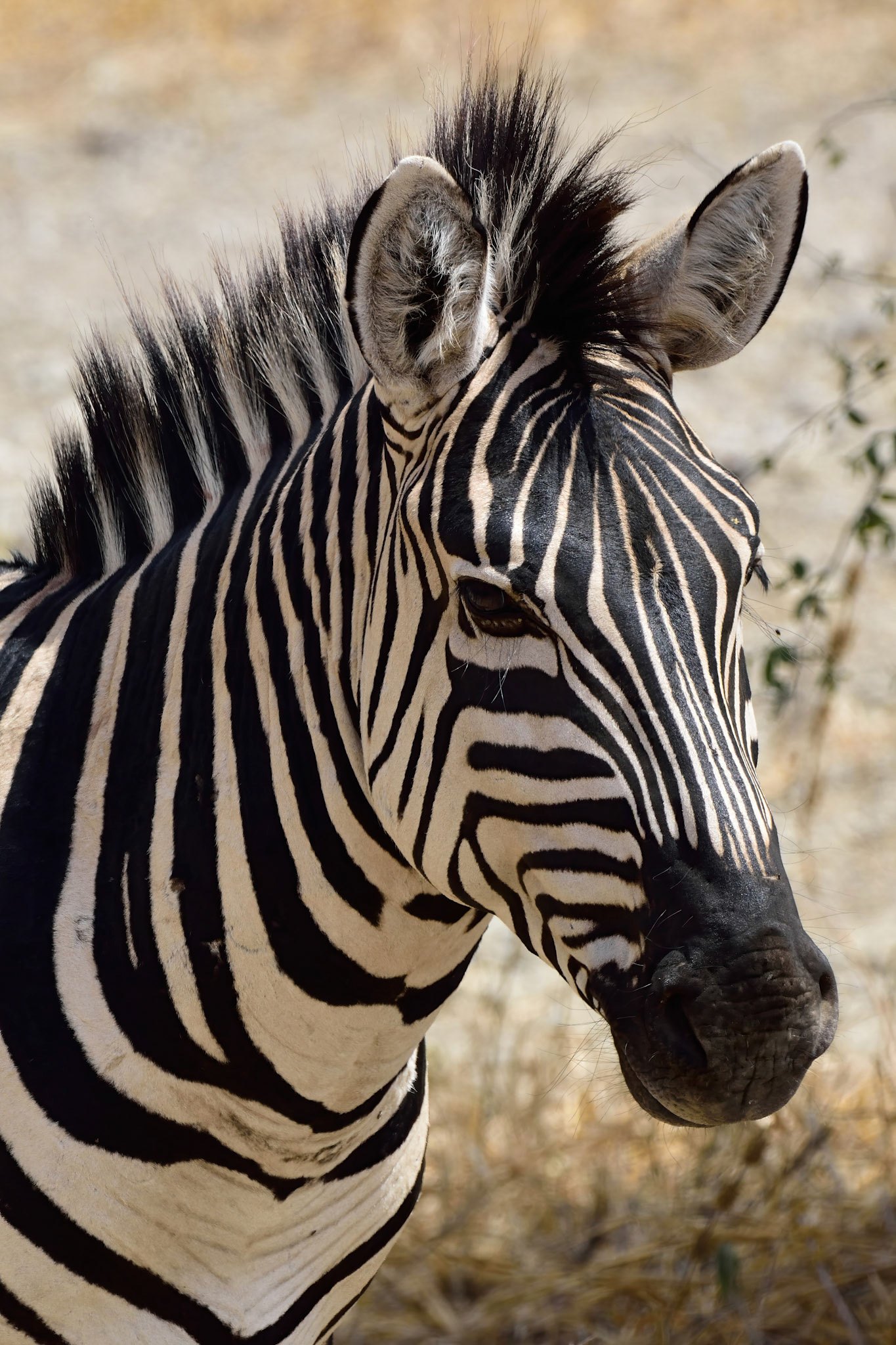 Zebra