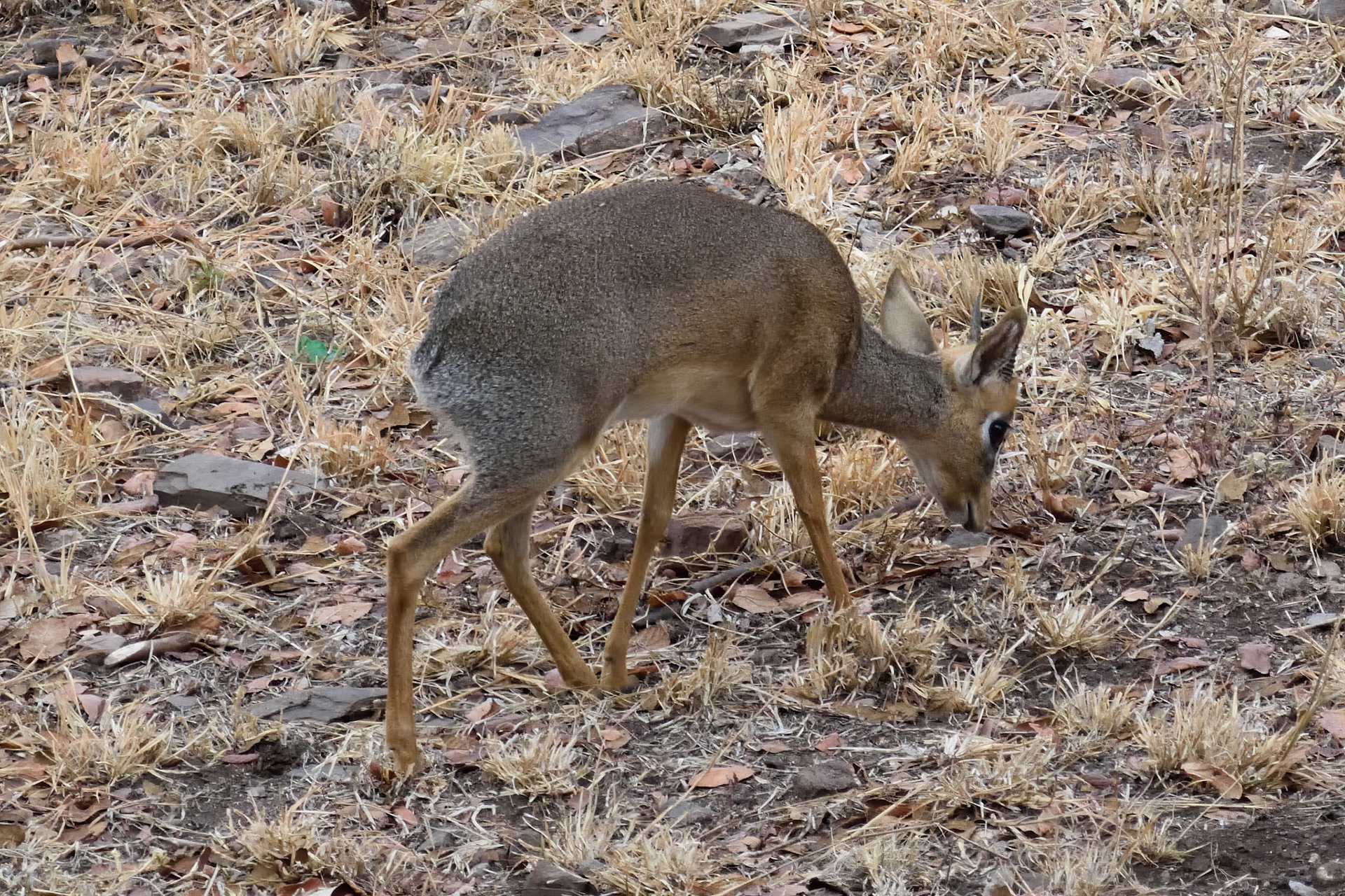 Dik Dik