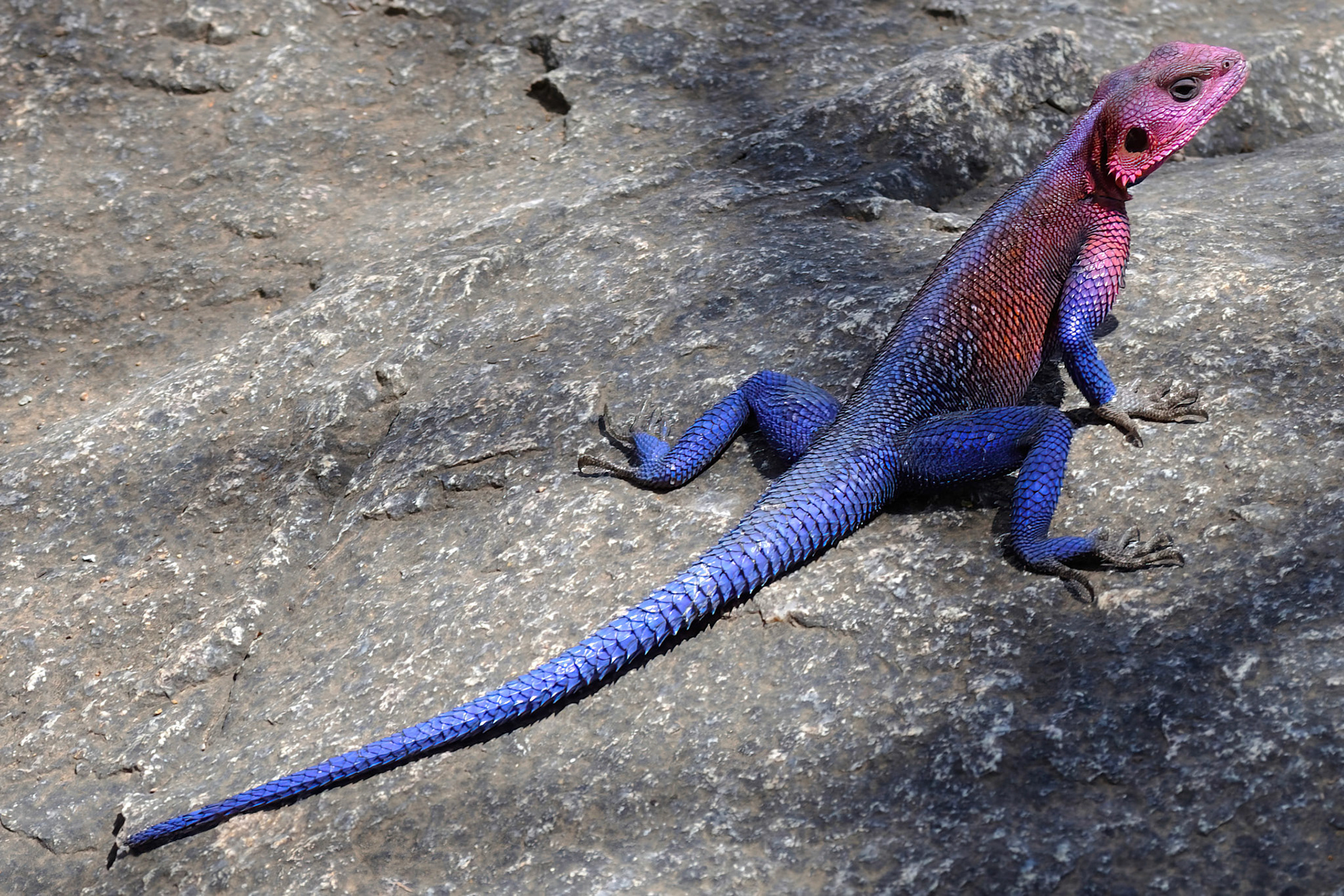 Agama Lizard (Tanzania, Africa)