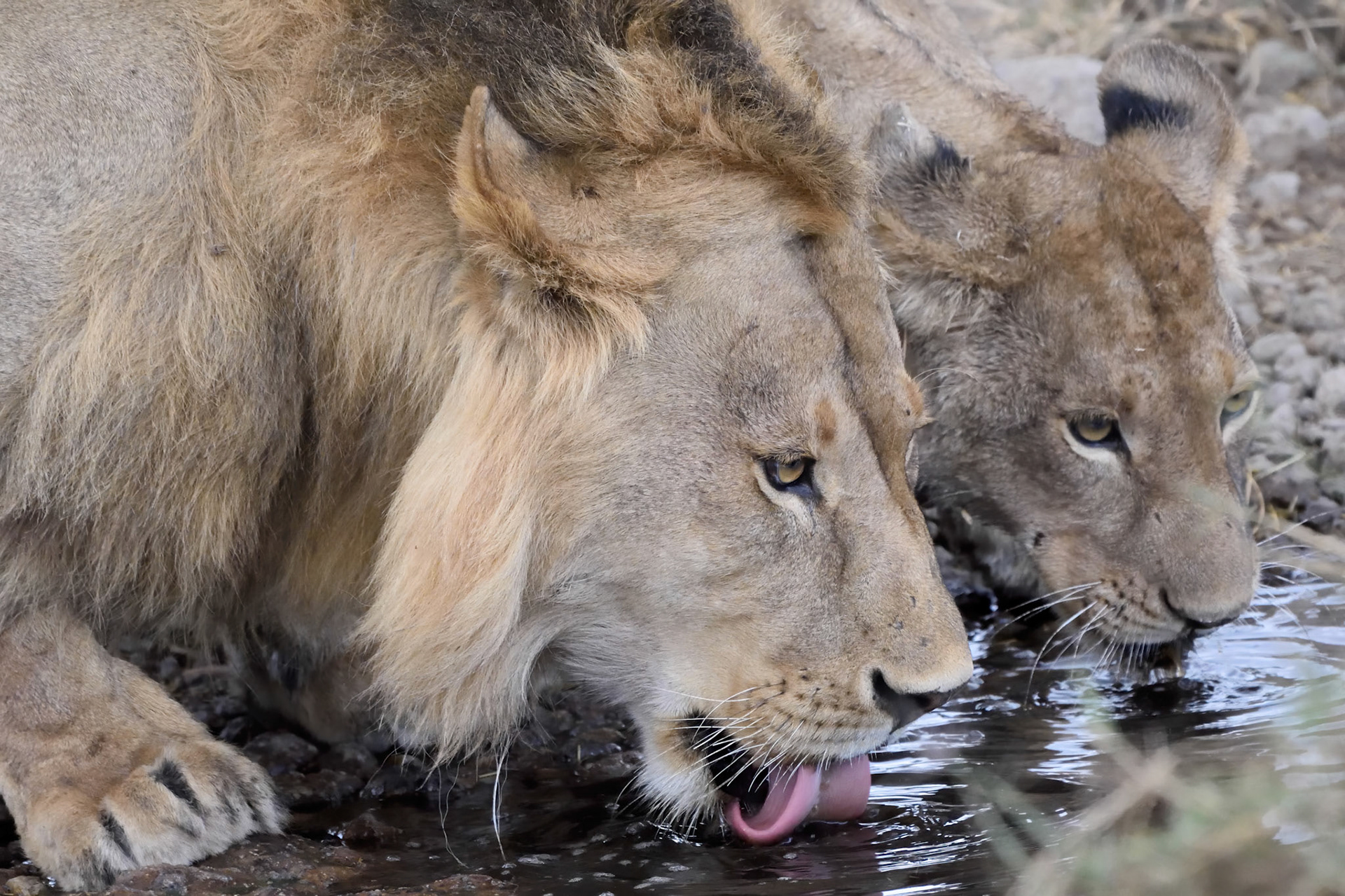 Lions (Tanzania, Africa)