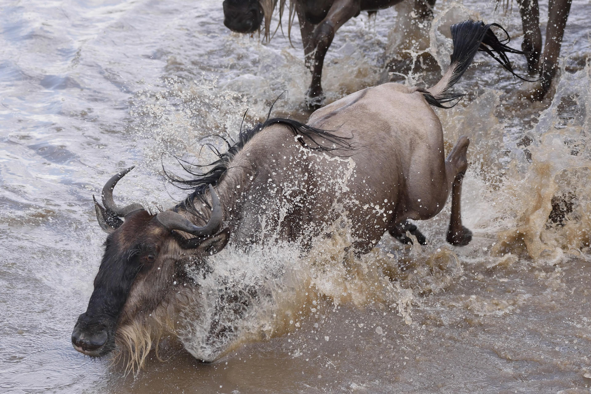 Wildebeest Great Migration