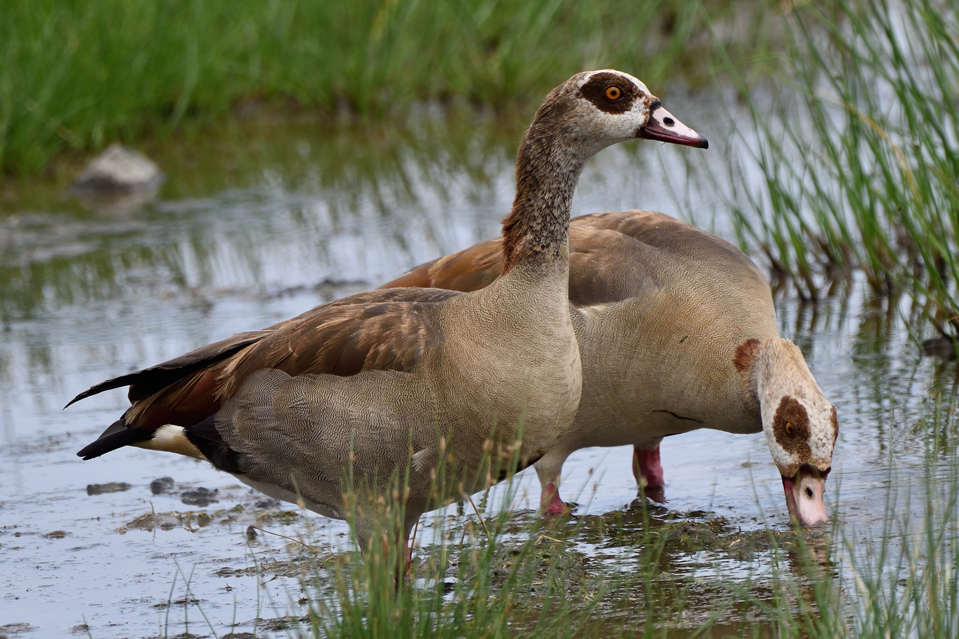 Egyptian Goose