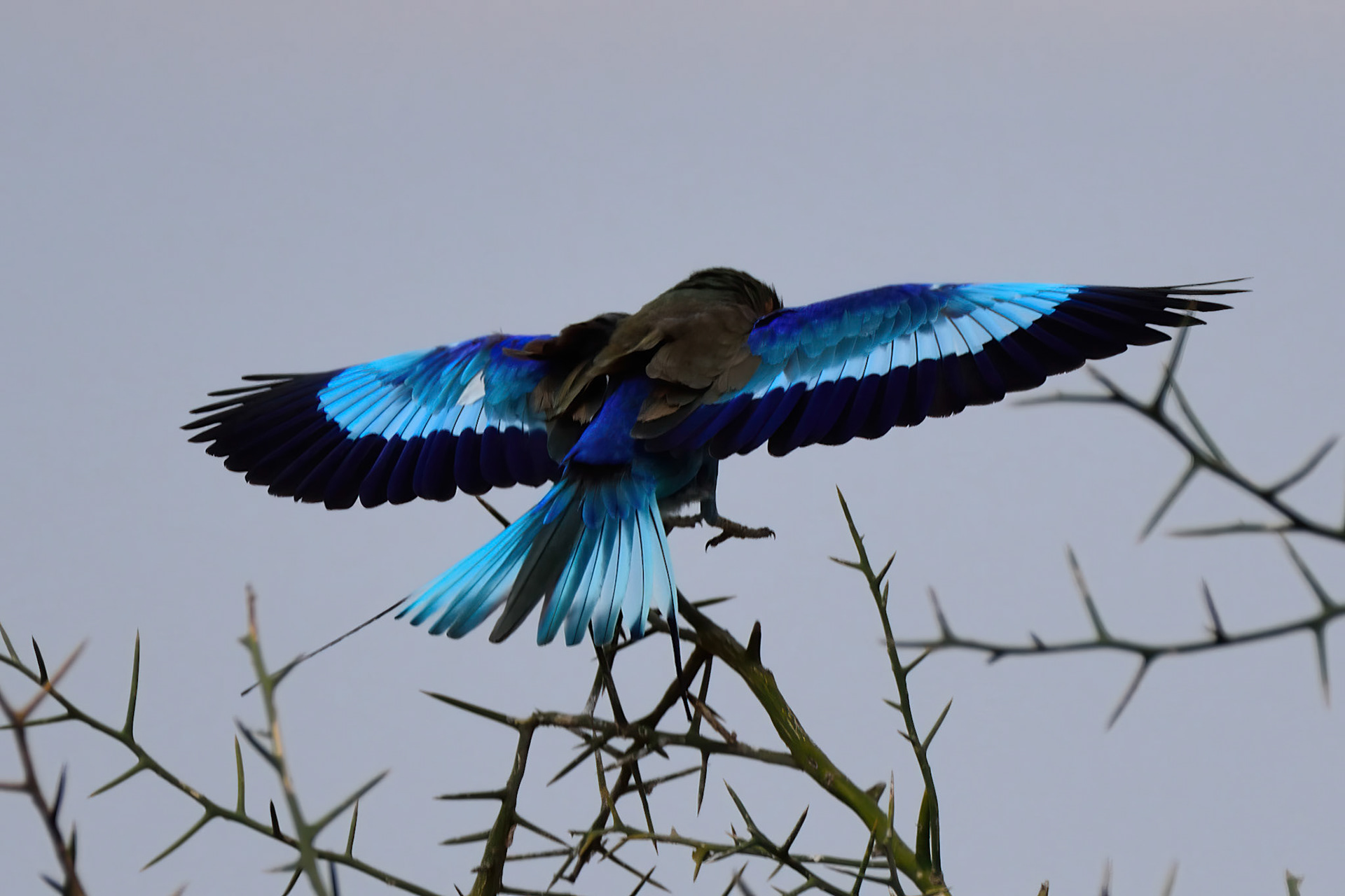 Lilac Breasted Roller