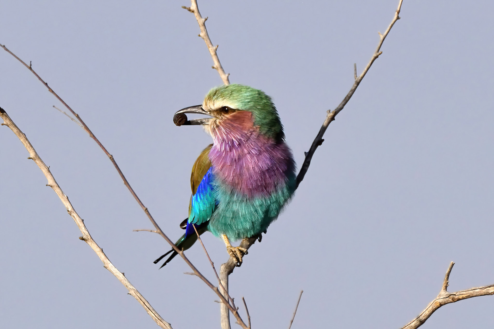 Lilac Breasted Roller