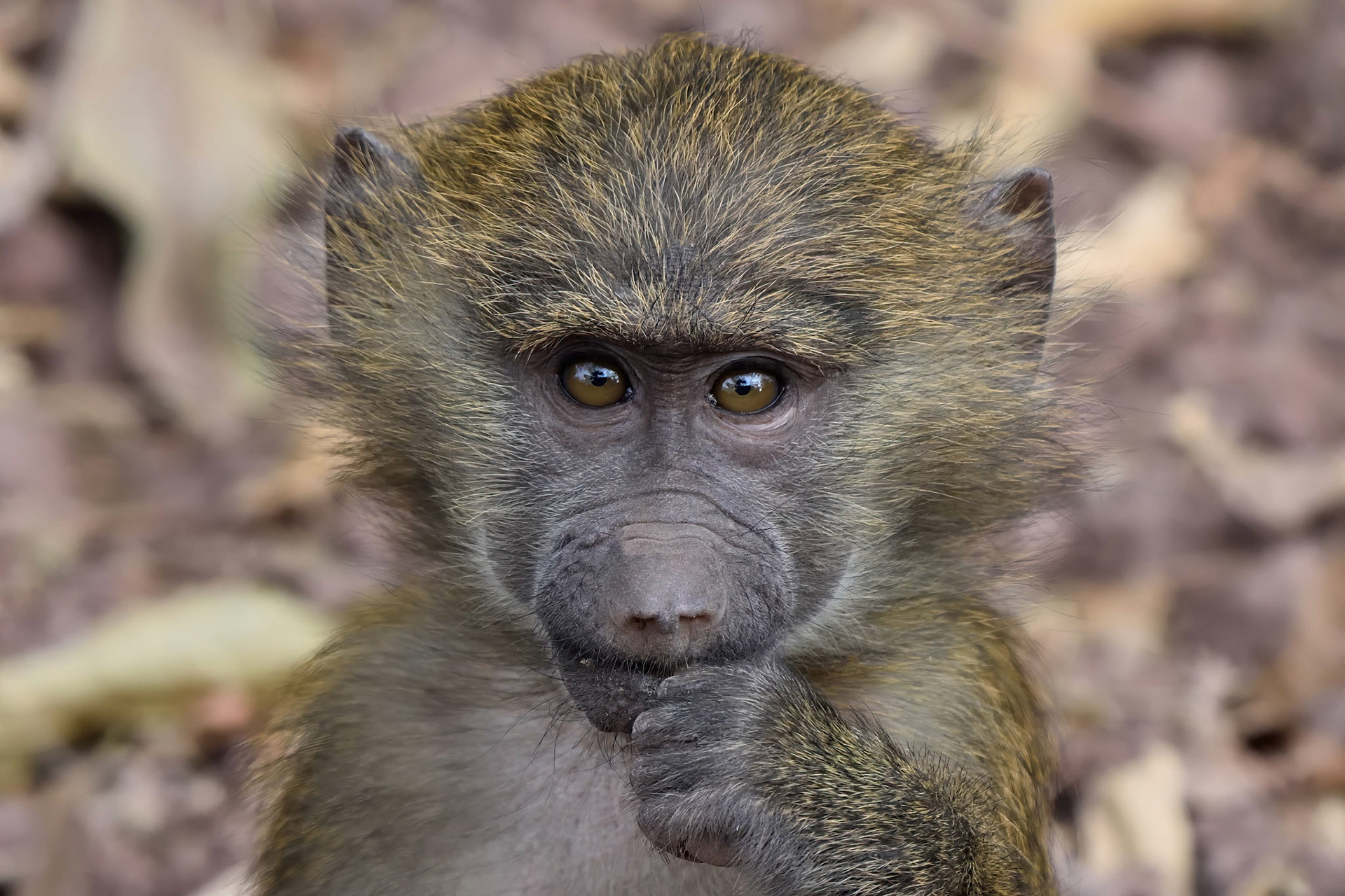 Baby Baboon (Tanzania, Africa)