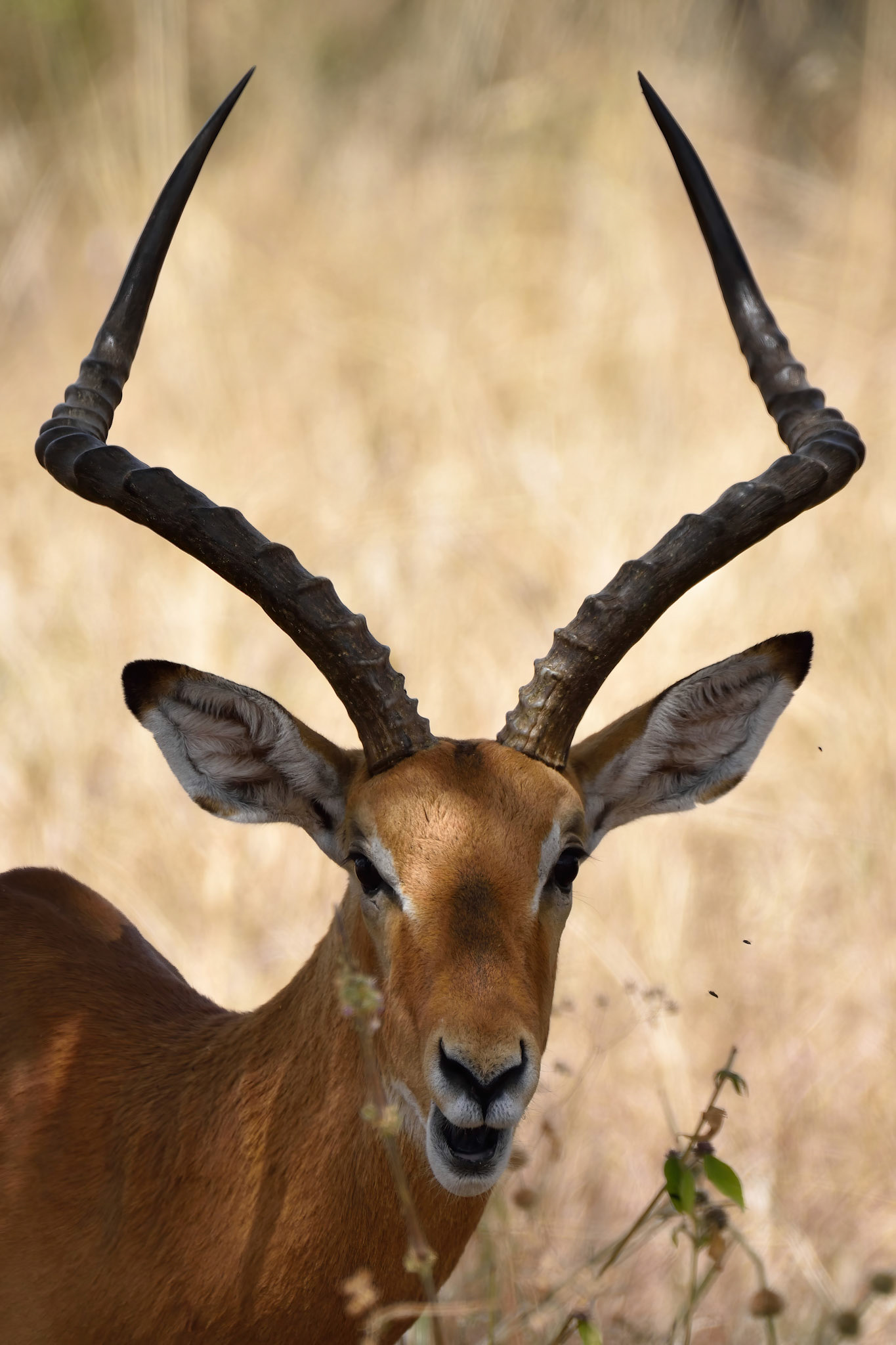 Impala Antelope