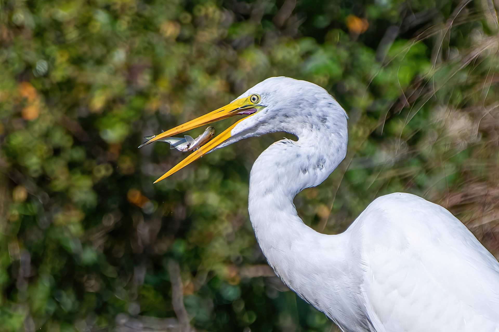 Great Egret (Wertheim Refuge, NY)
