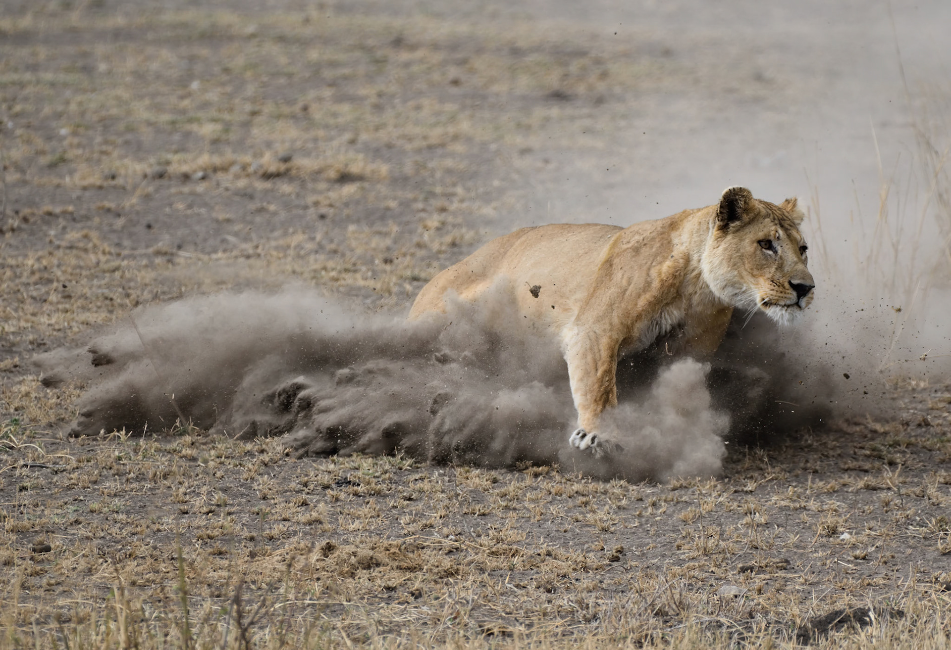 Lion (Tanzania, Africa)