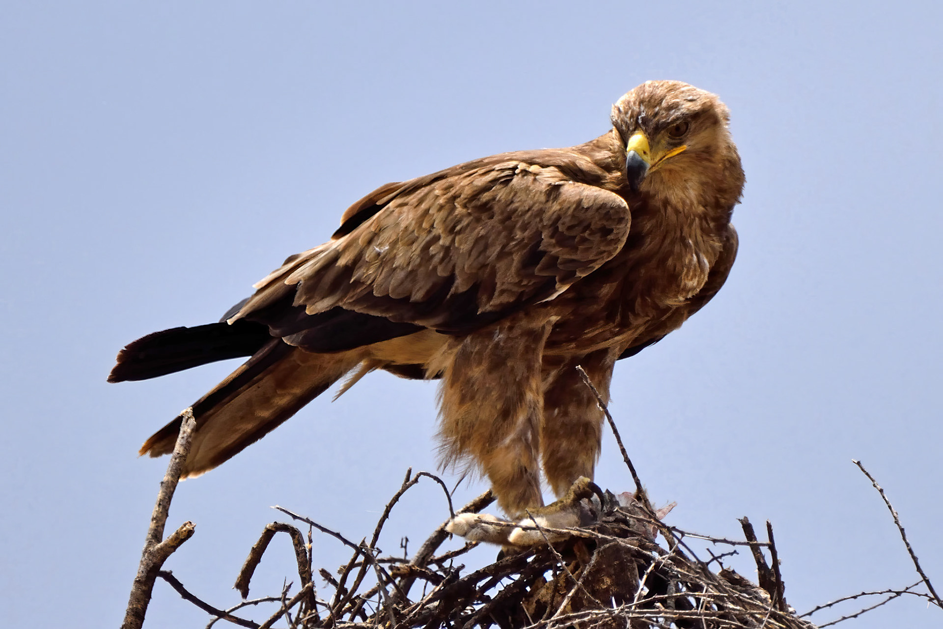 Tawny Eagle