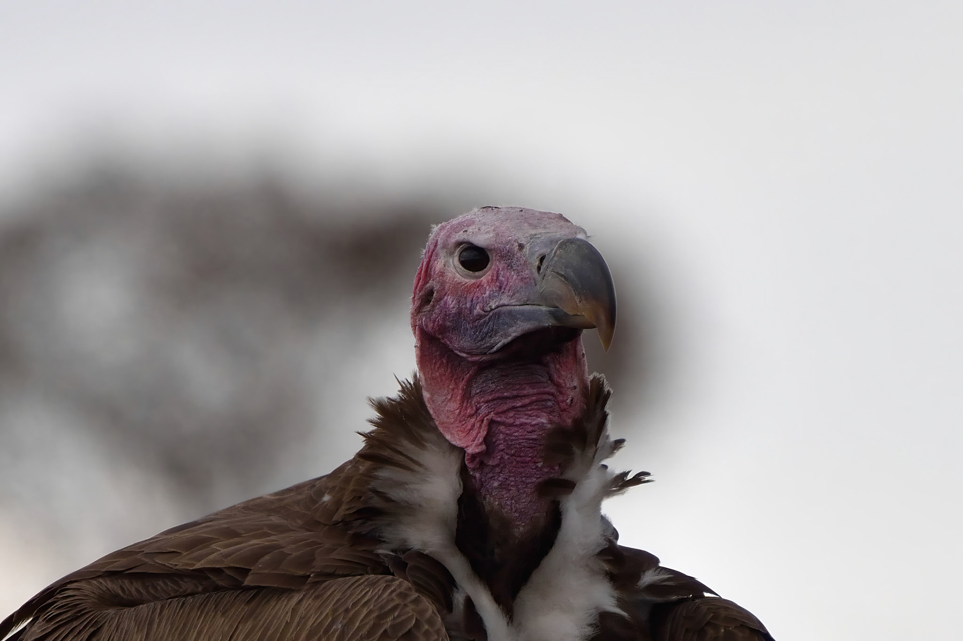 Vulture