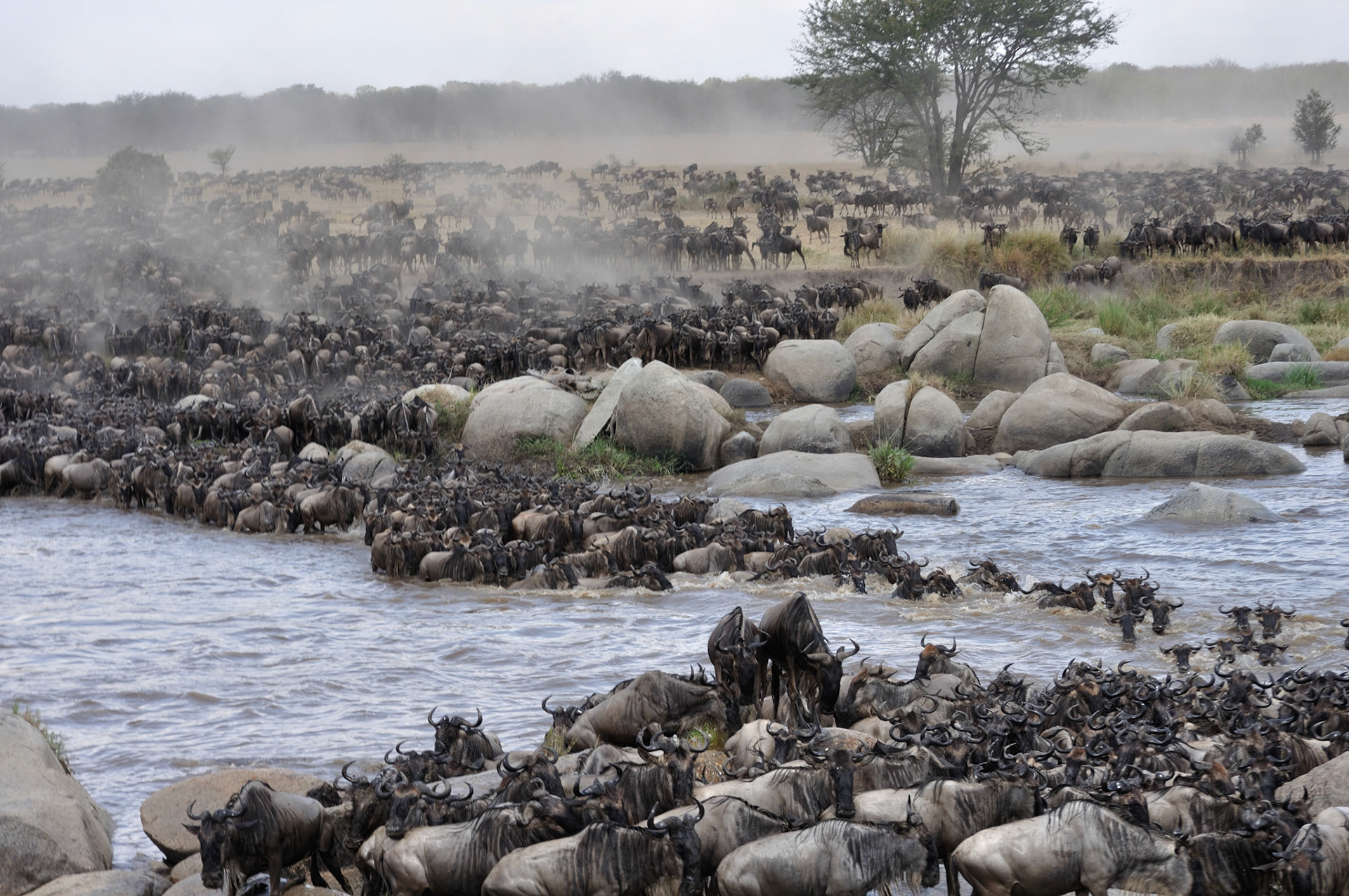 Wildebeest Great Migration