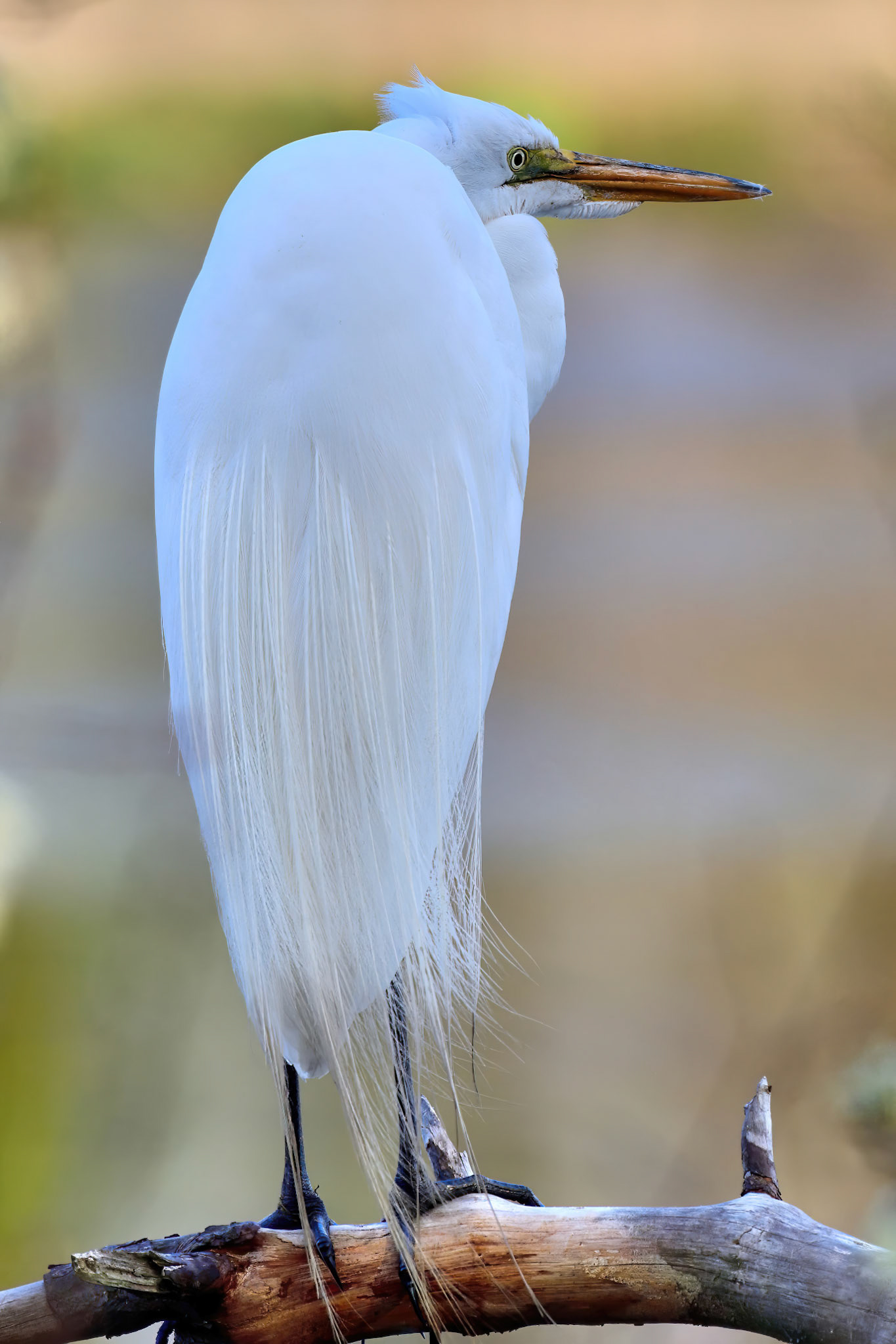Great Egret (Massapequa Preserve, NY)