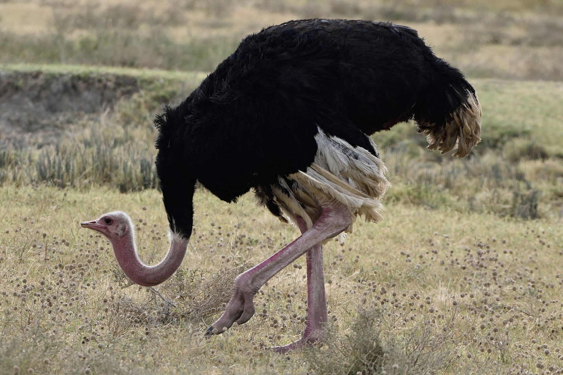 Ostrich