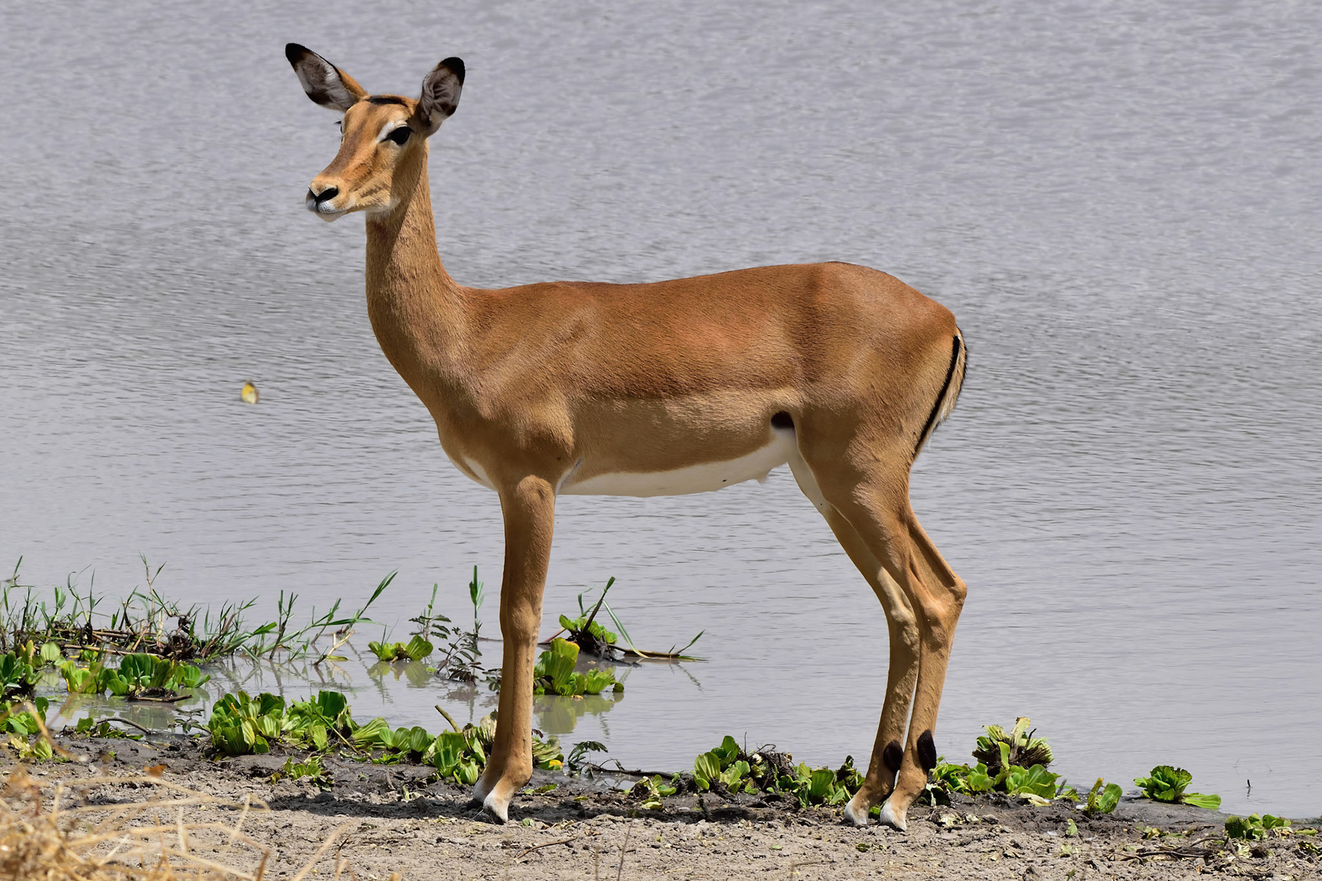 Impala Antelope