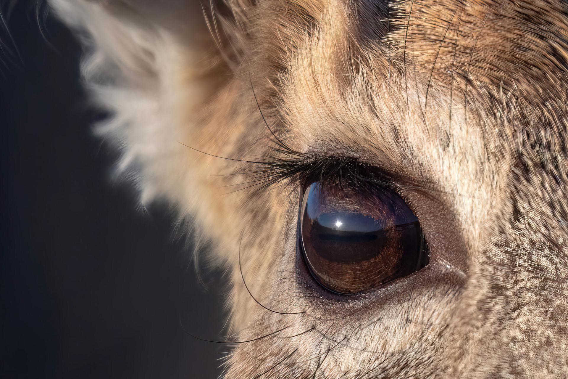 Deer's Eye (Smith Point, NY)