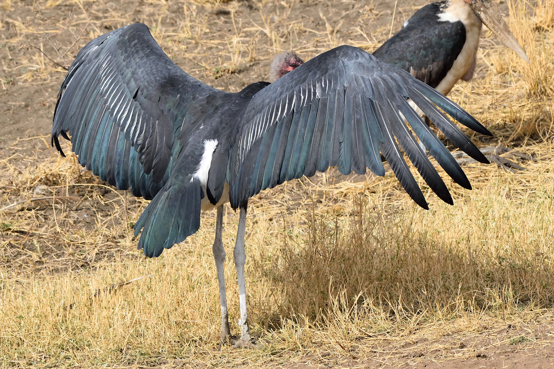 Marabou Stork
