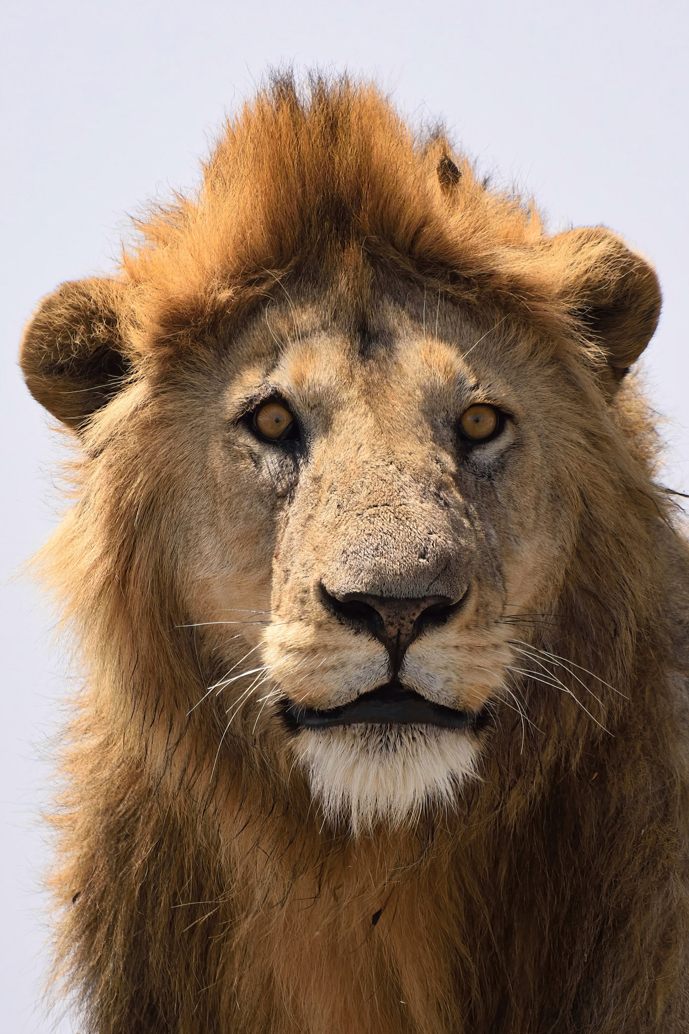 Lion (Tanzania, Africa)