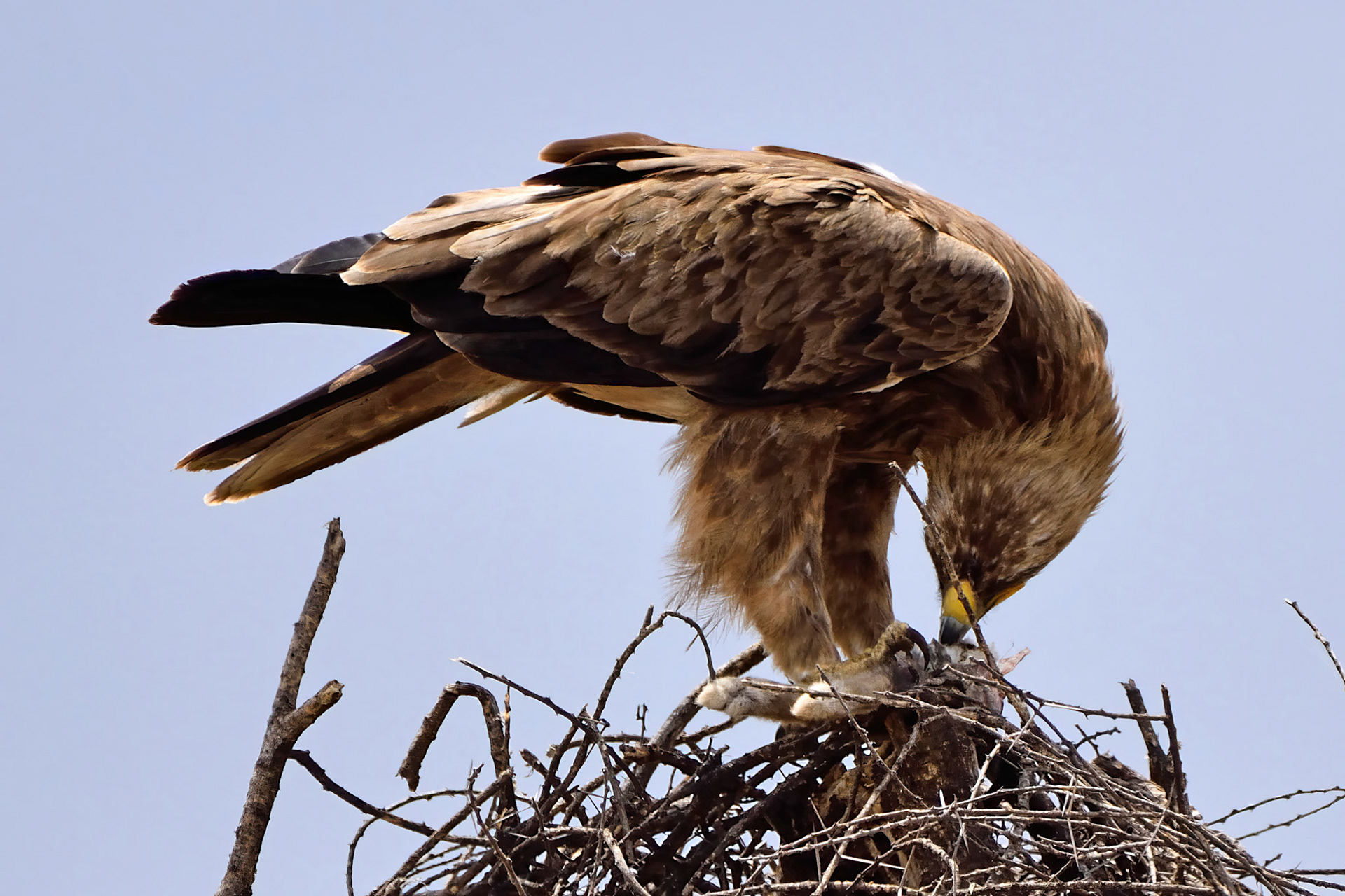 Tawny Eagle