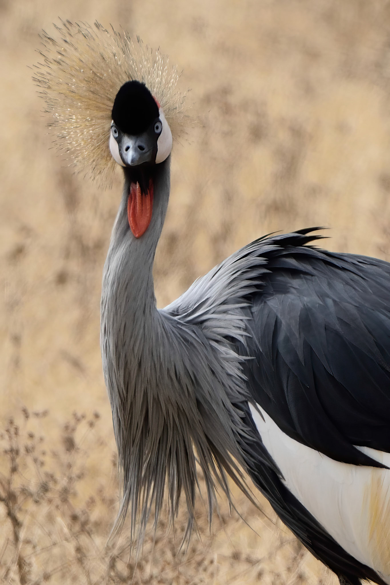 Crowned Crane