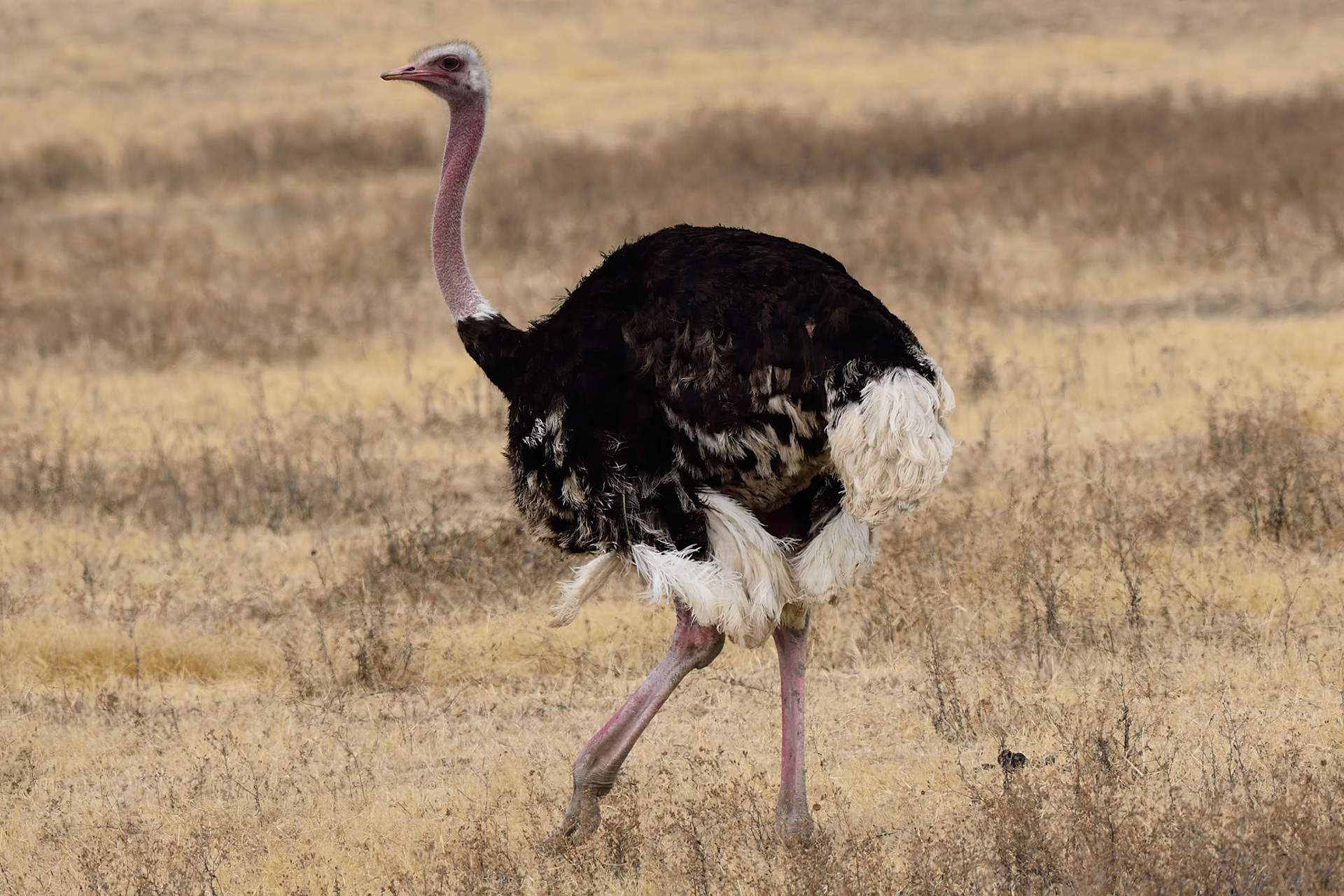 Ostrich