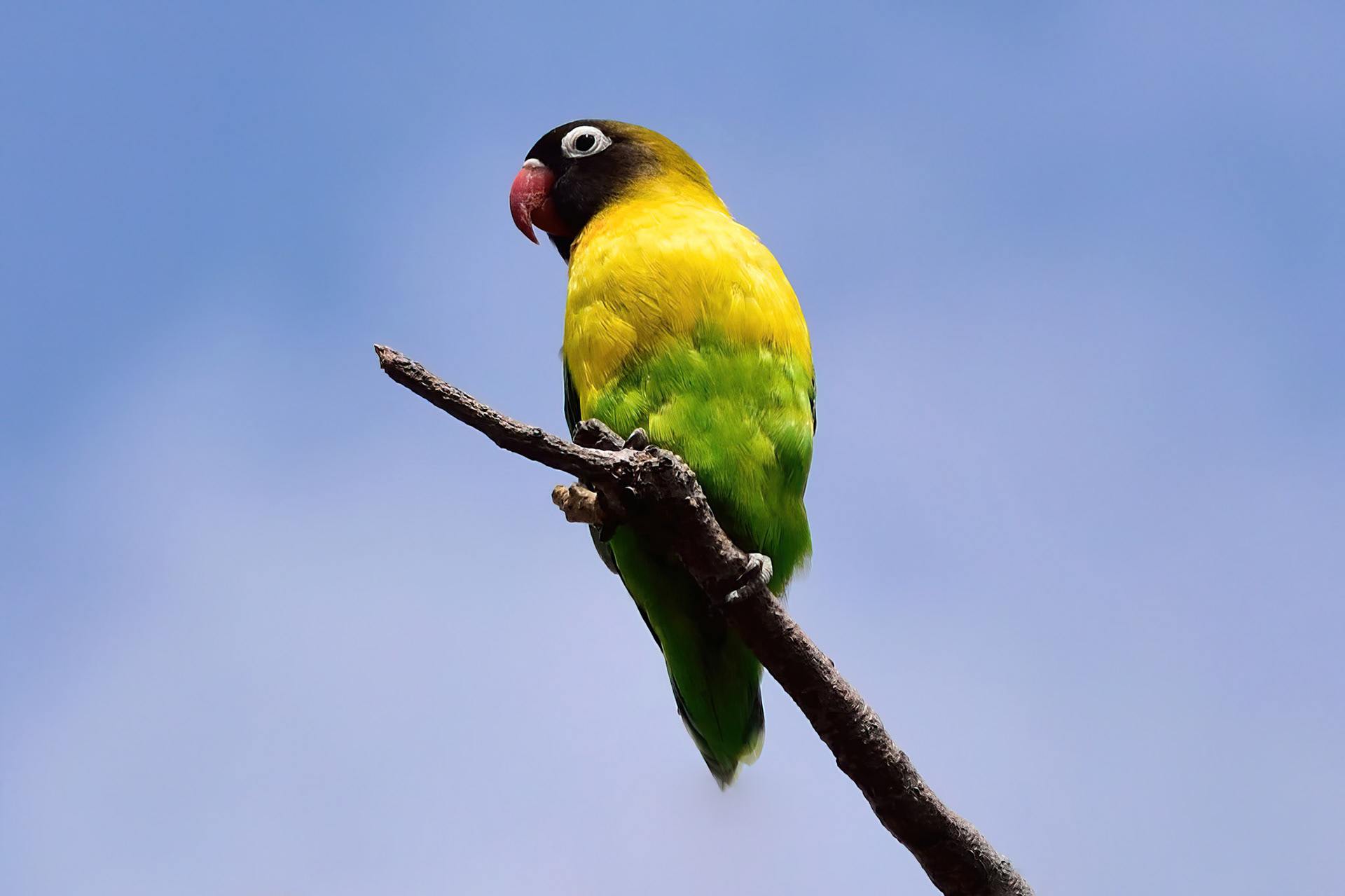 Lovebird (Tanzania, Africa)