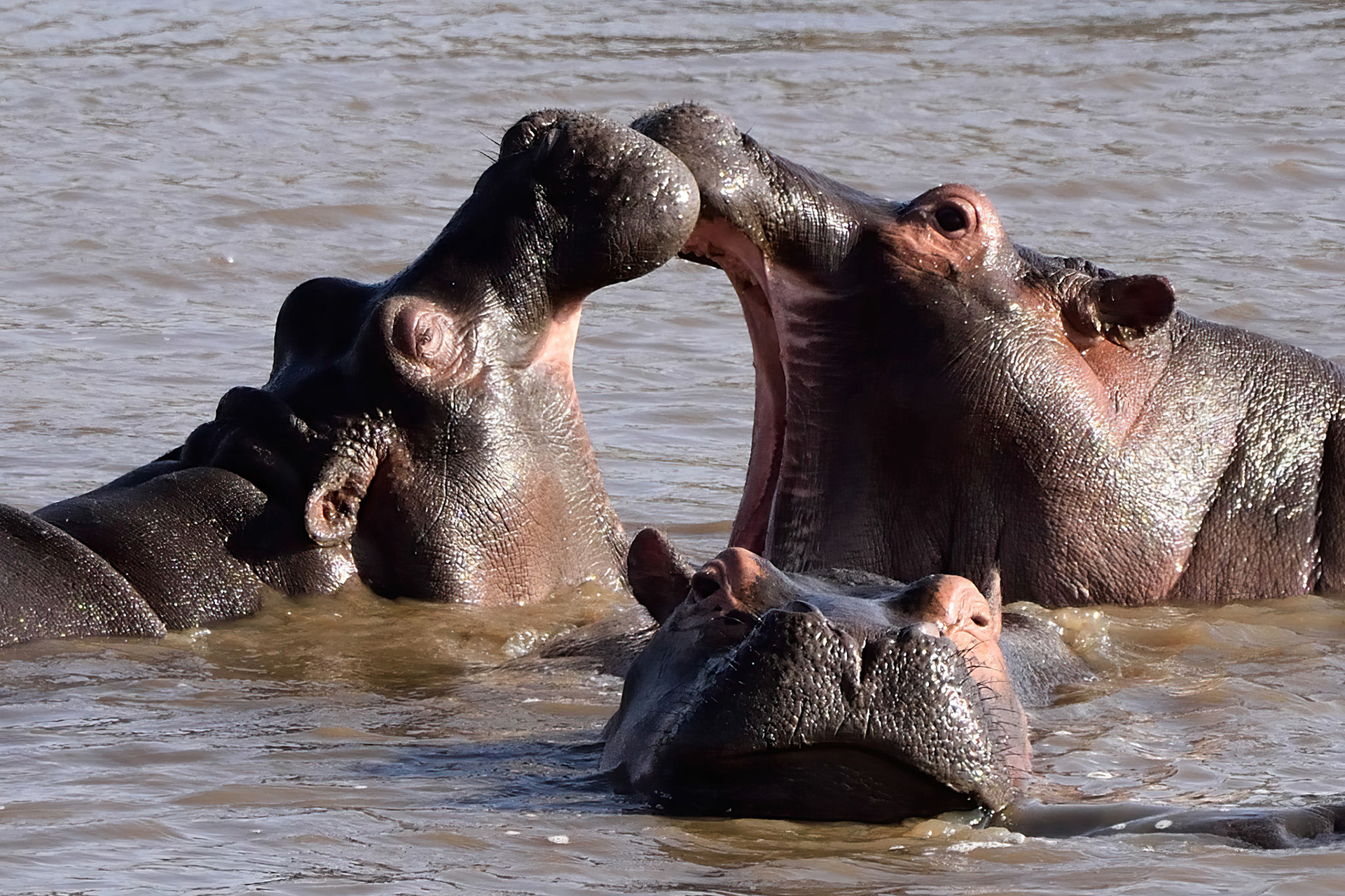 Hippopotamus