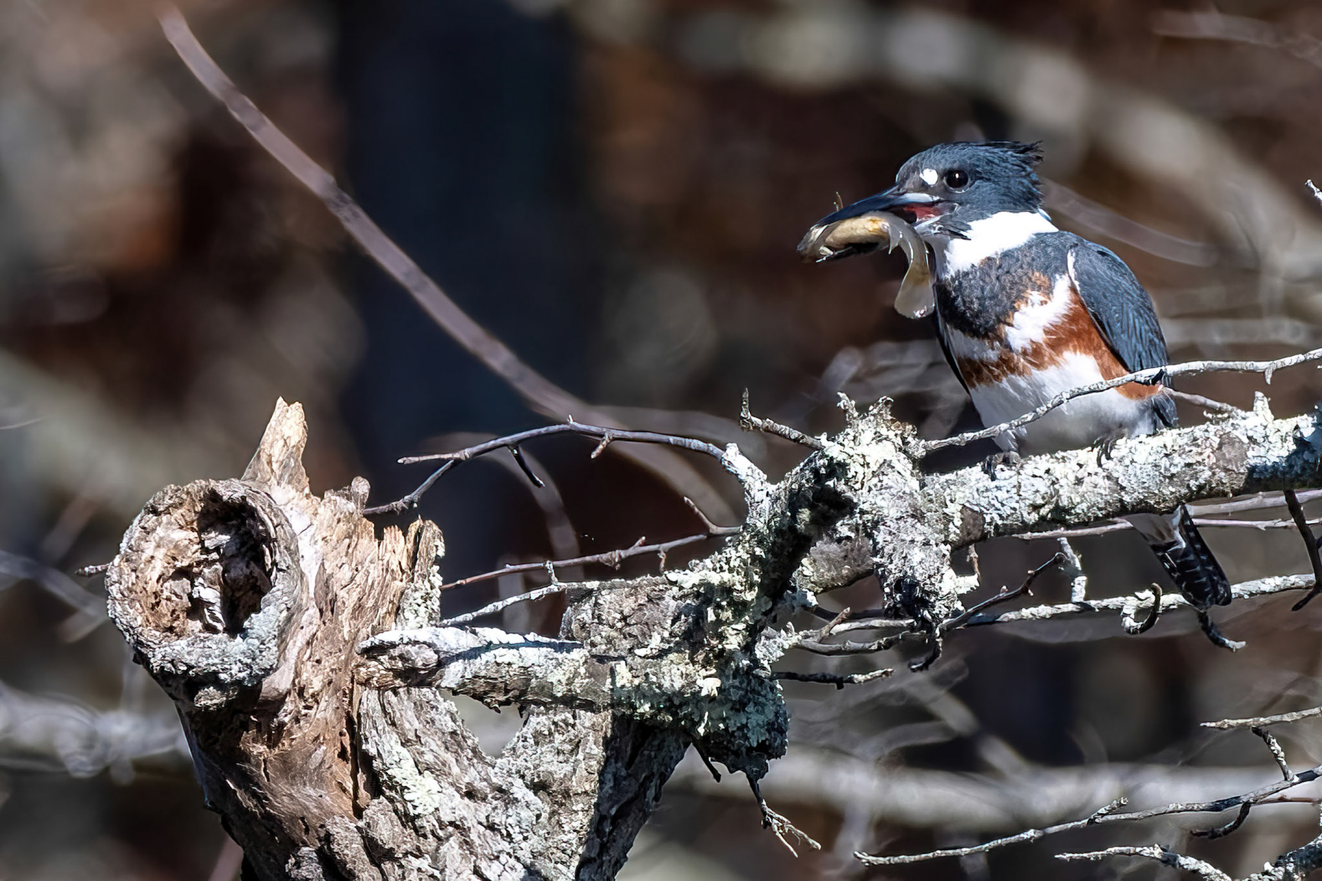 Kingfisher  (Wertheim Refuge, NY)