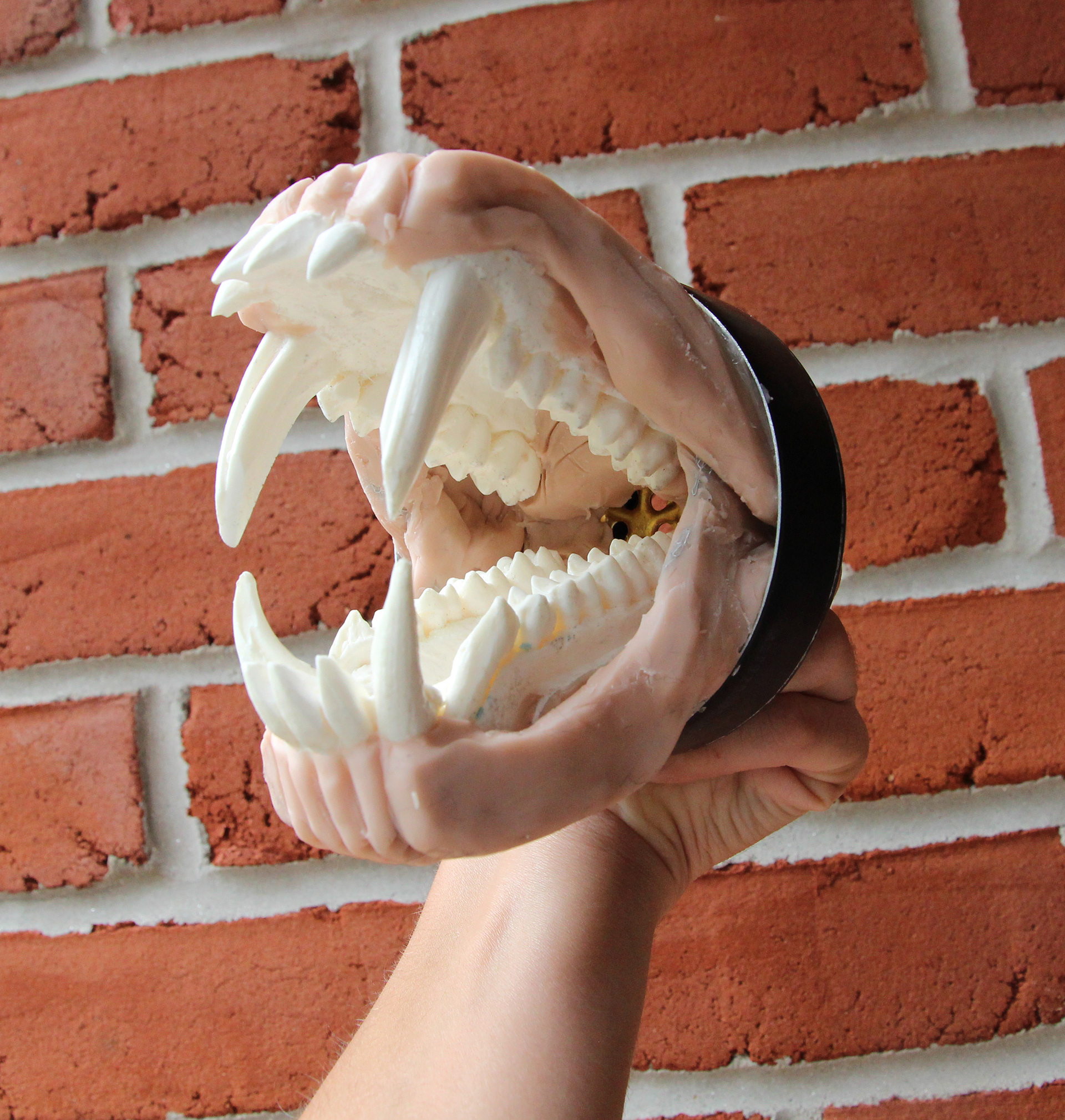 Finished sculpted jaw