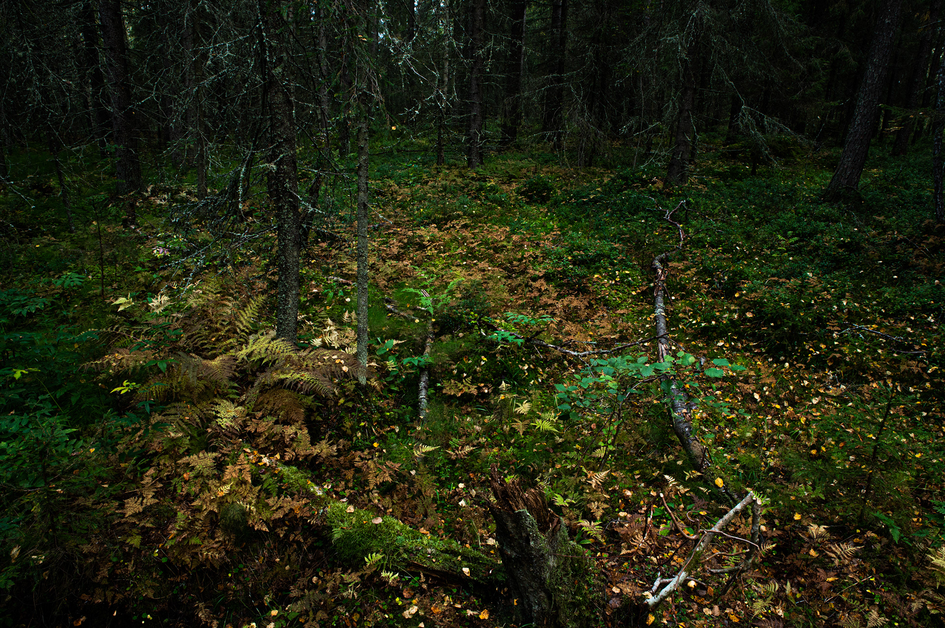 Eén met het bos