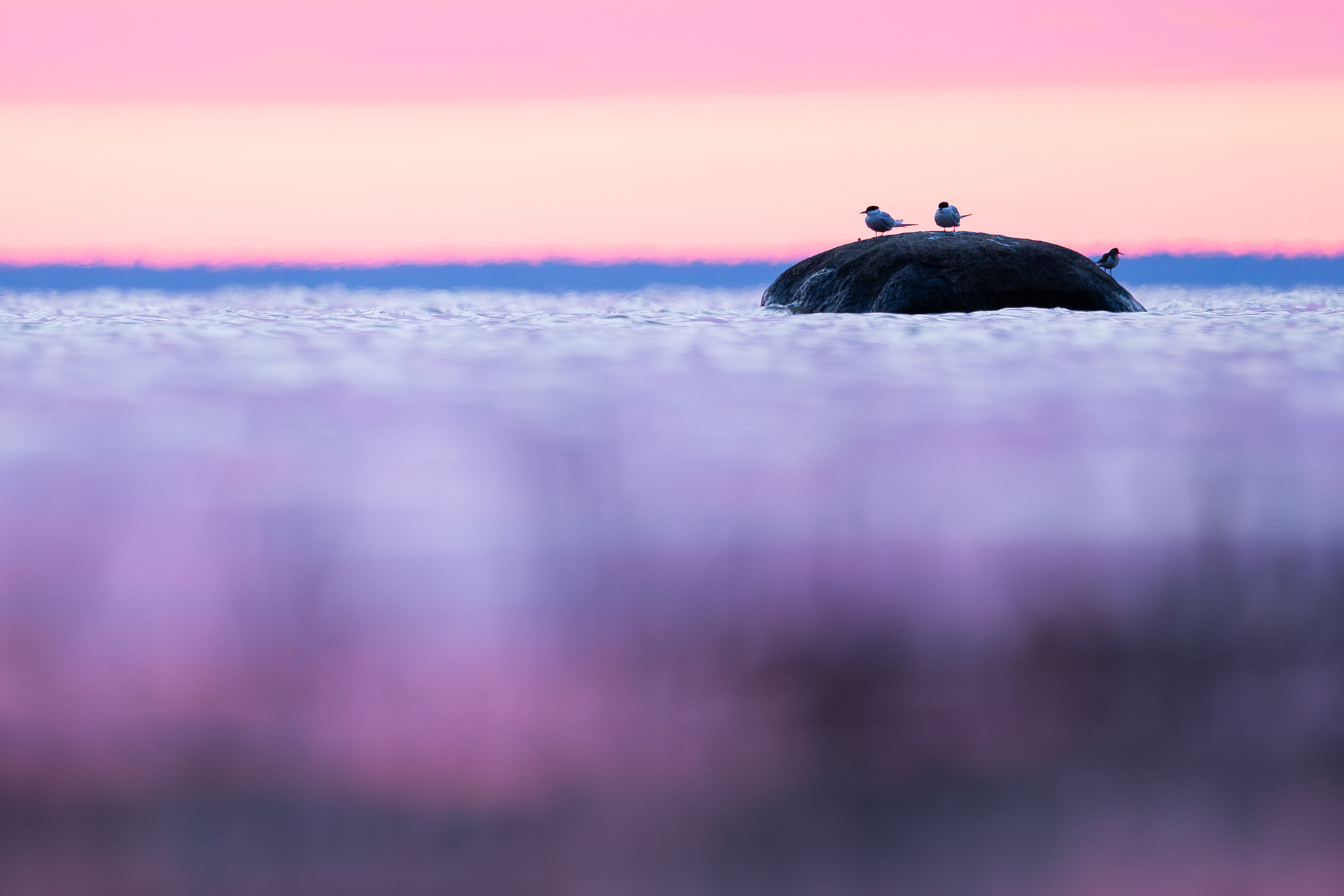 Visdiefjes bij zonsondergang