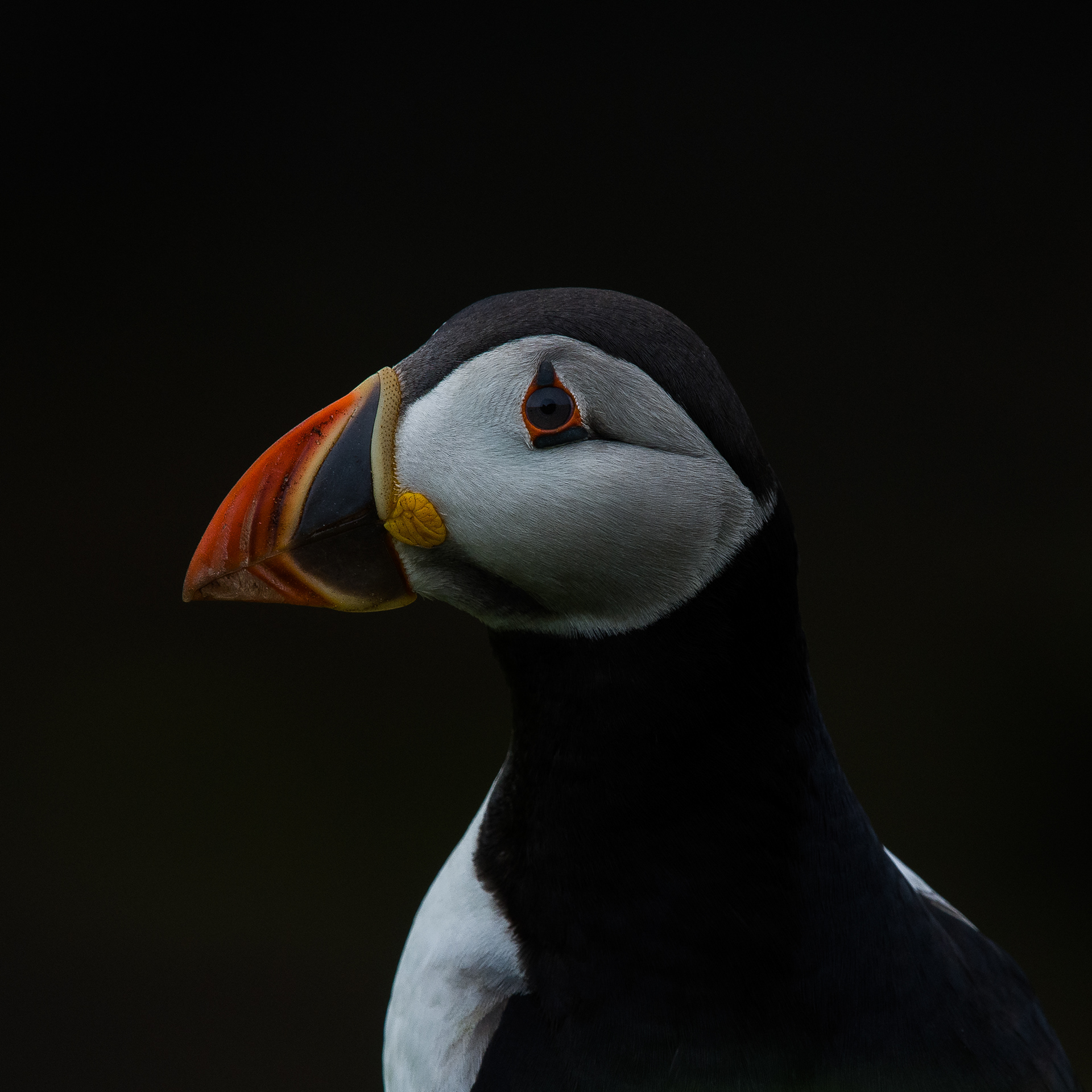 Papegaaiduiker VI