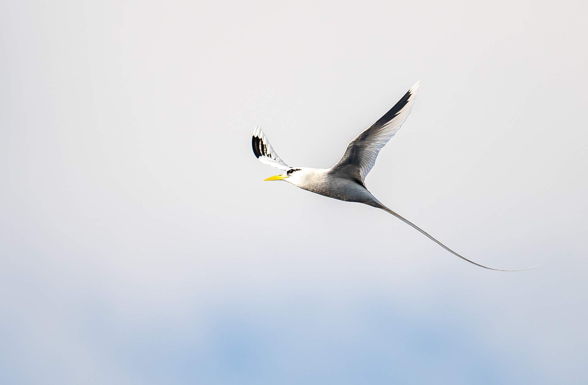 geelsnavelkeerkringvogel