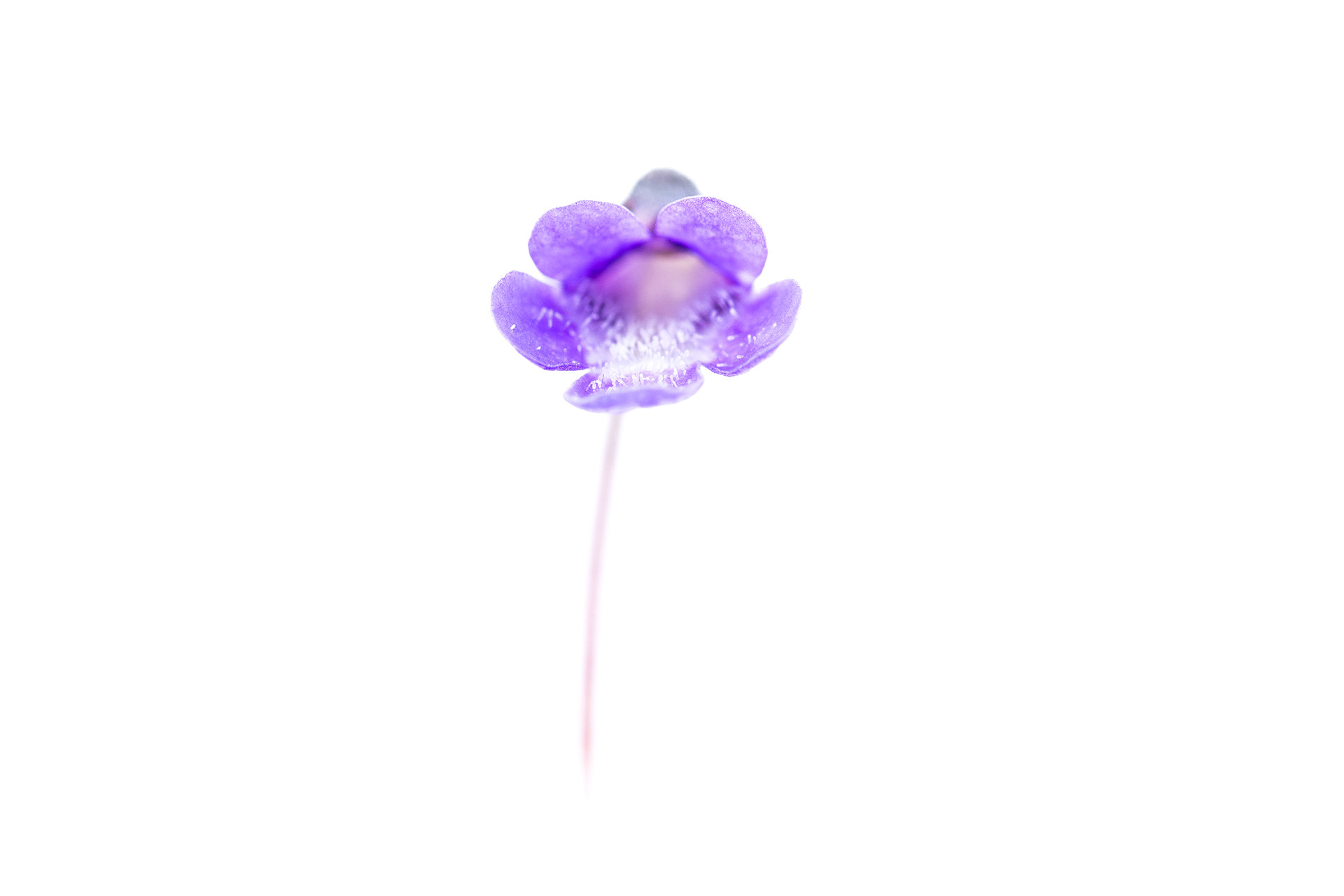 Vetblad II