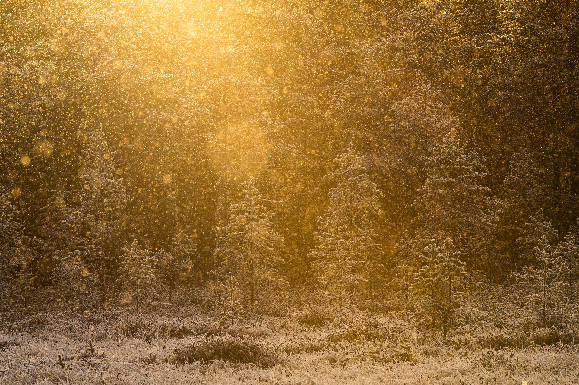 Zonsondergangsneeuw