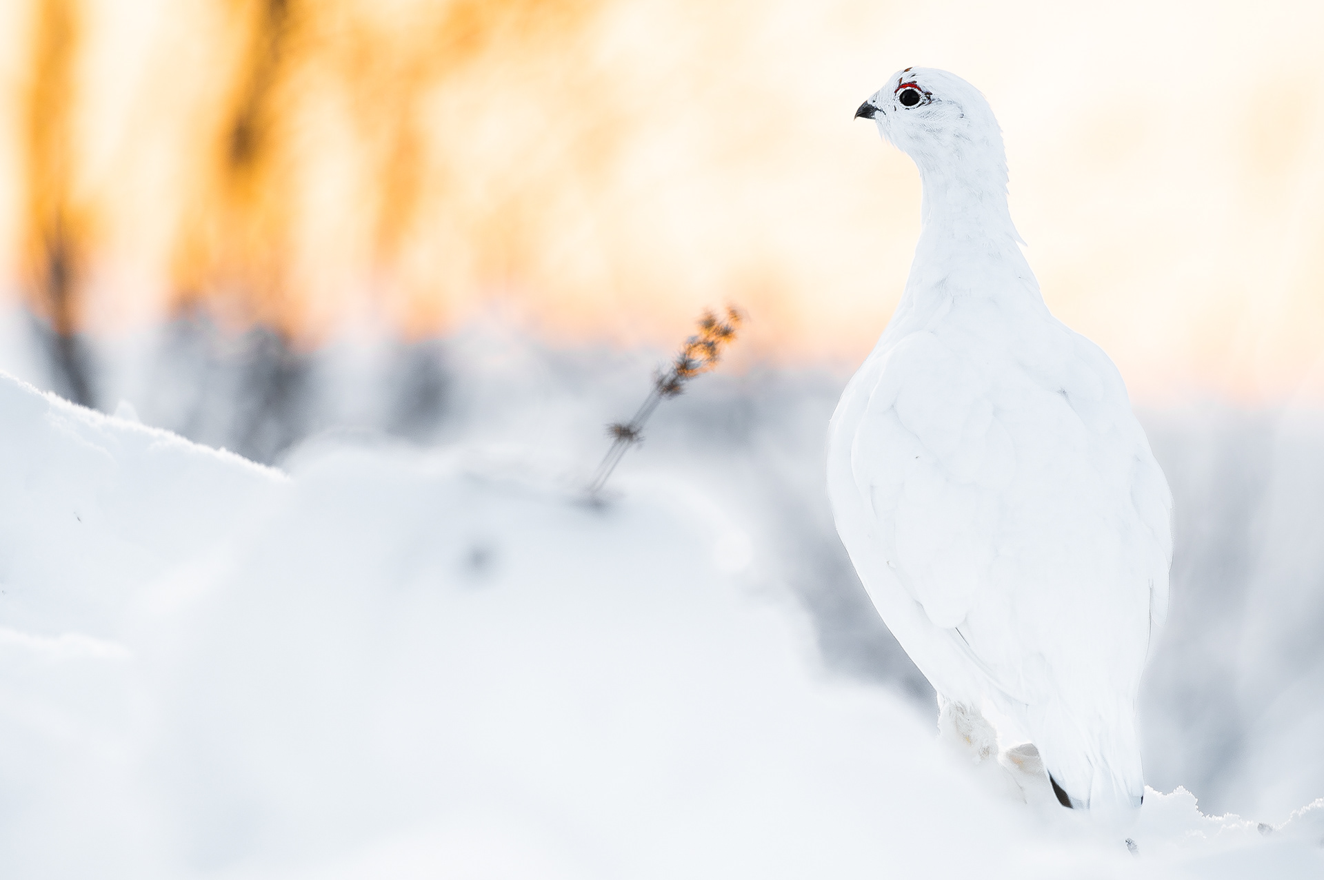 Moerassneeuwhoen I