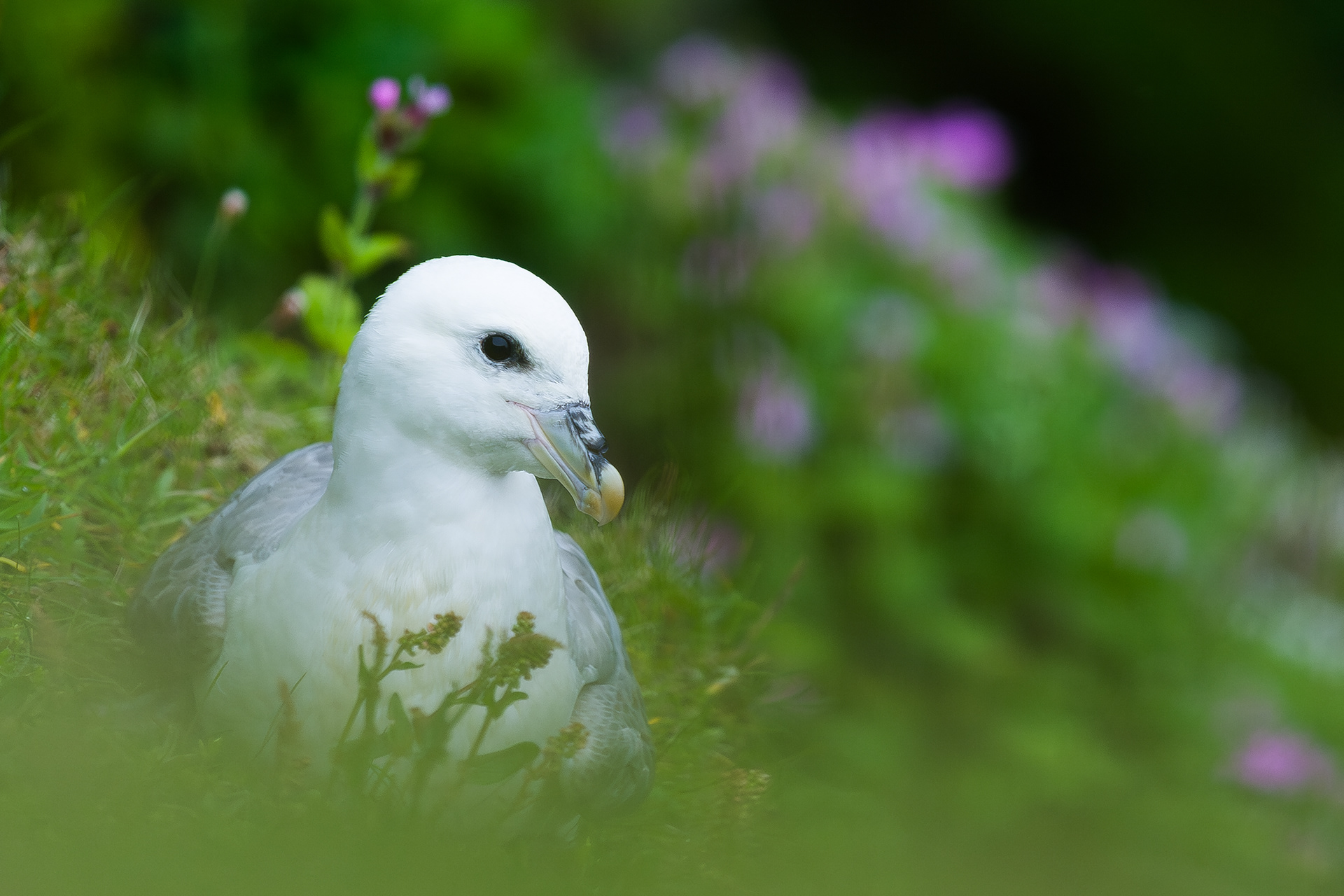 Noordse stormvogel