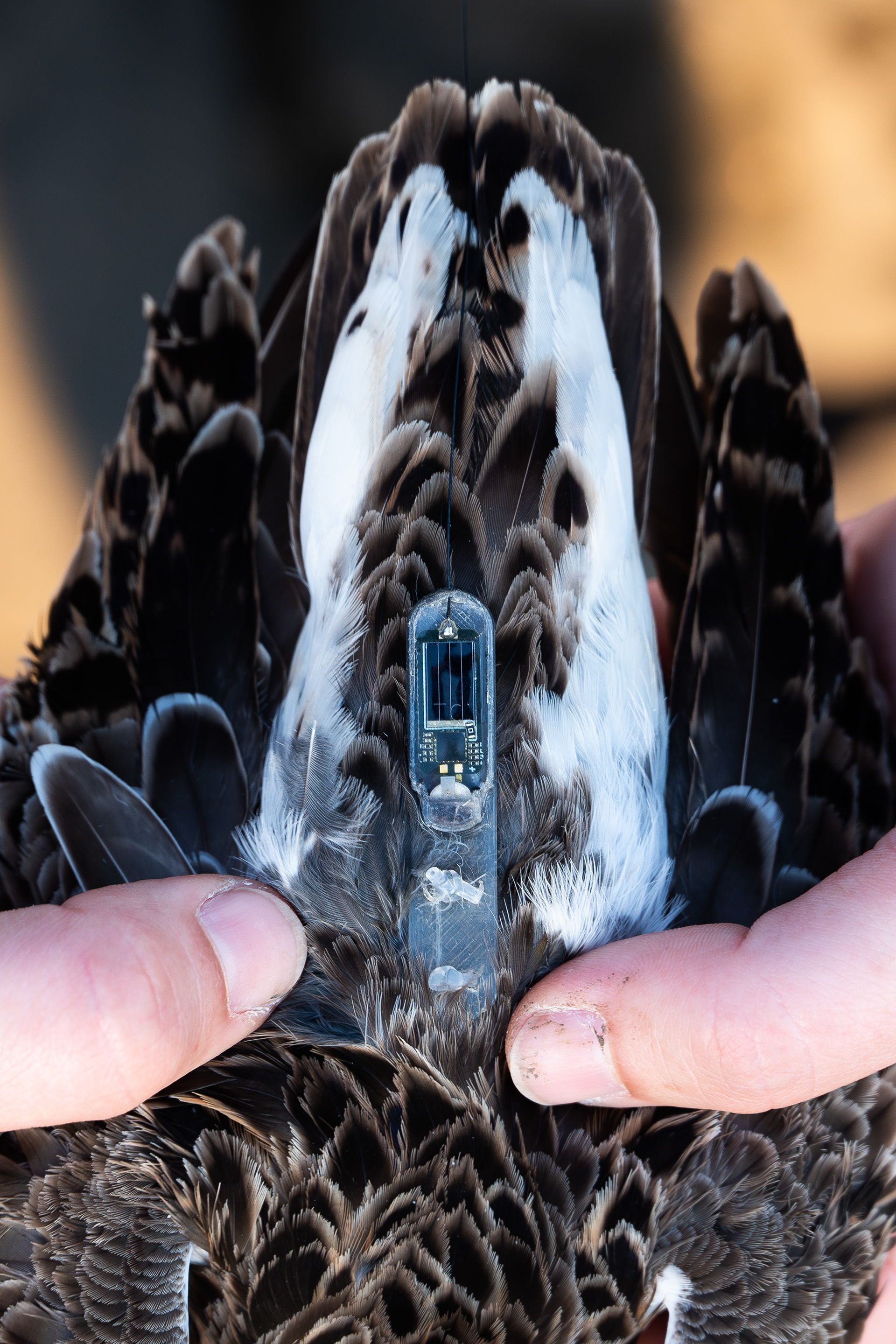 De zender. De vogels verliezen ze zender soms na enkele weken of tijdens de migratie.