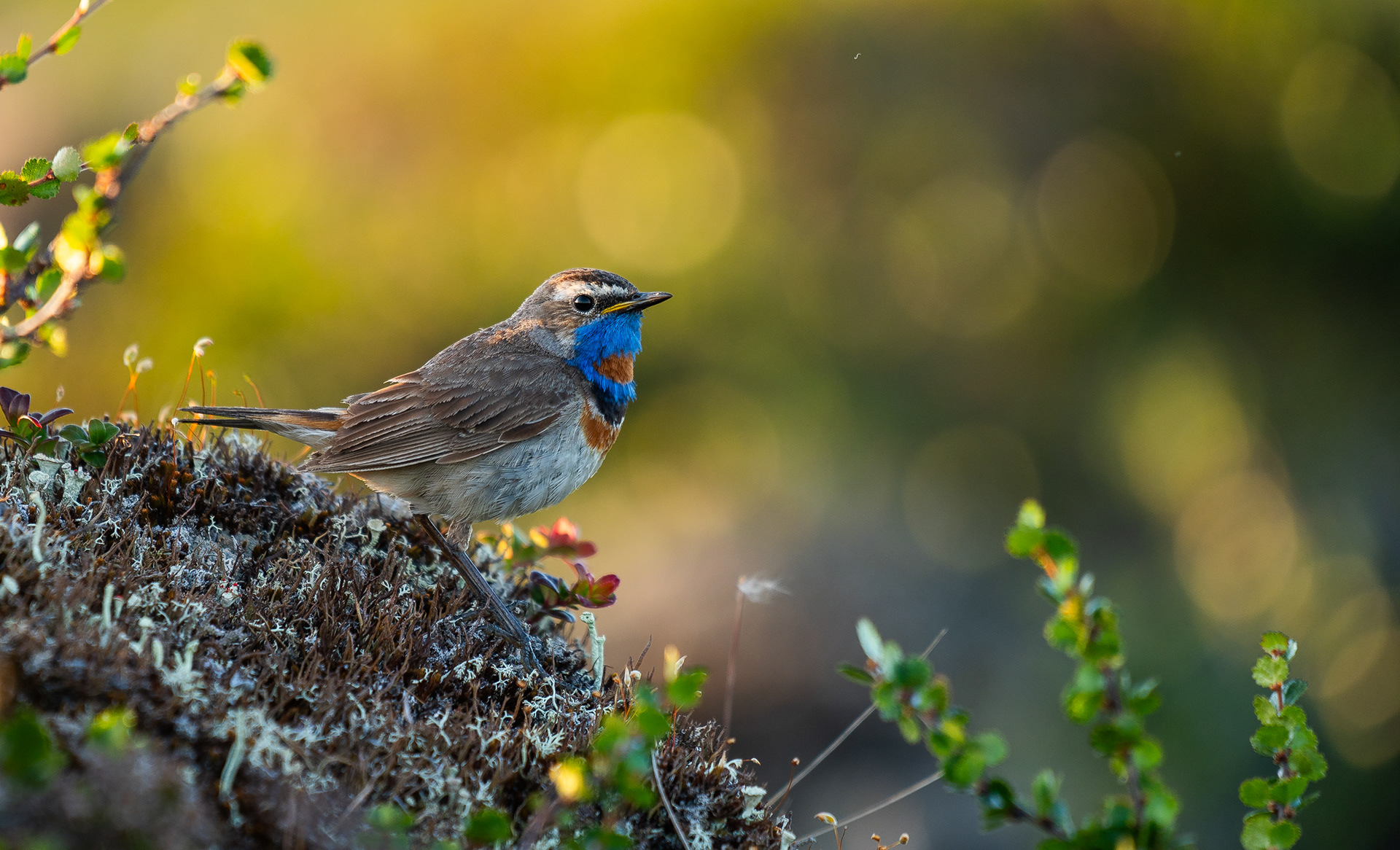 Blauwborst